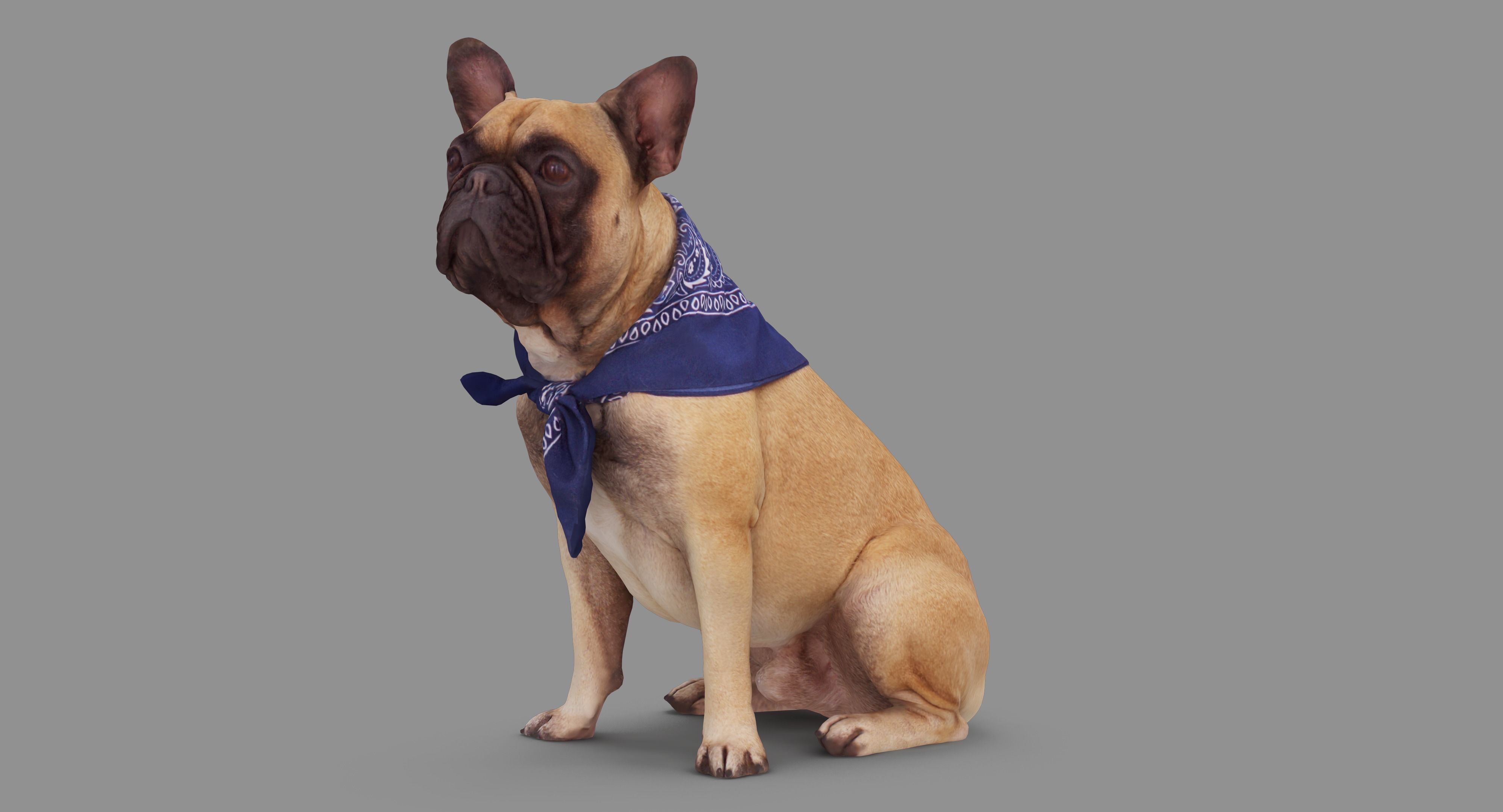 French Bulldog Sitting Low-poly 3D model_83