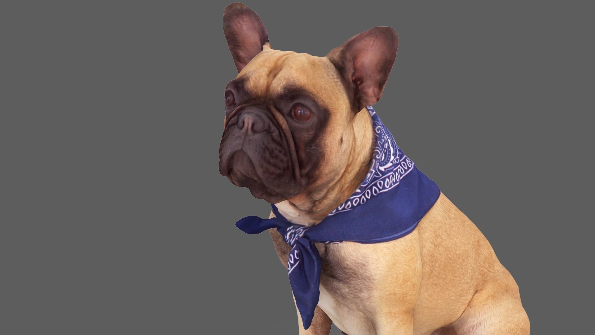 French Bulldog Sitting Low-poly 3D model_4