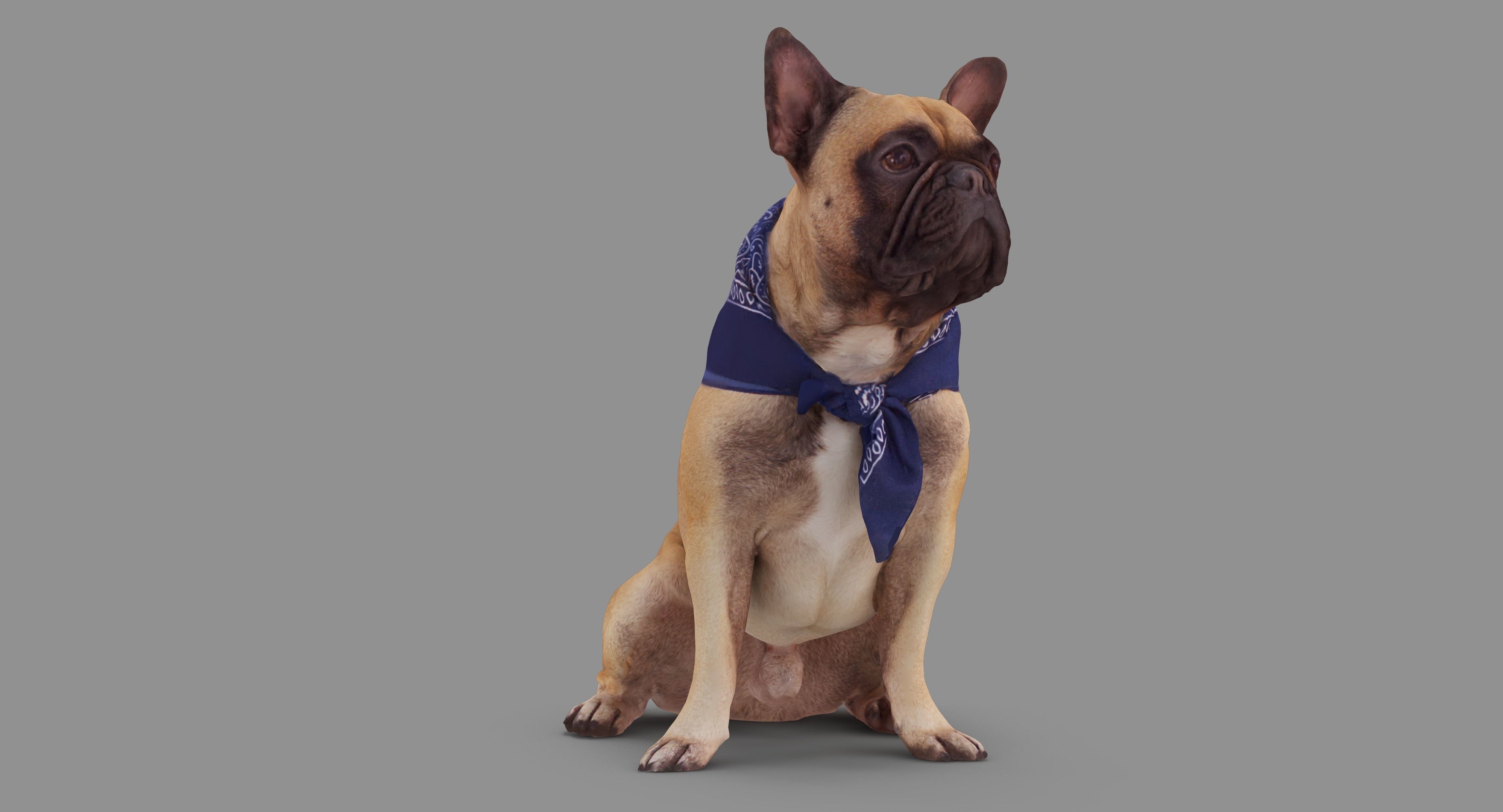 French Bulldog Sitting Low-poly 3D model_45