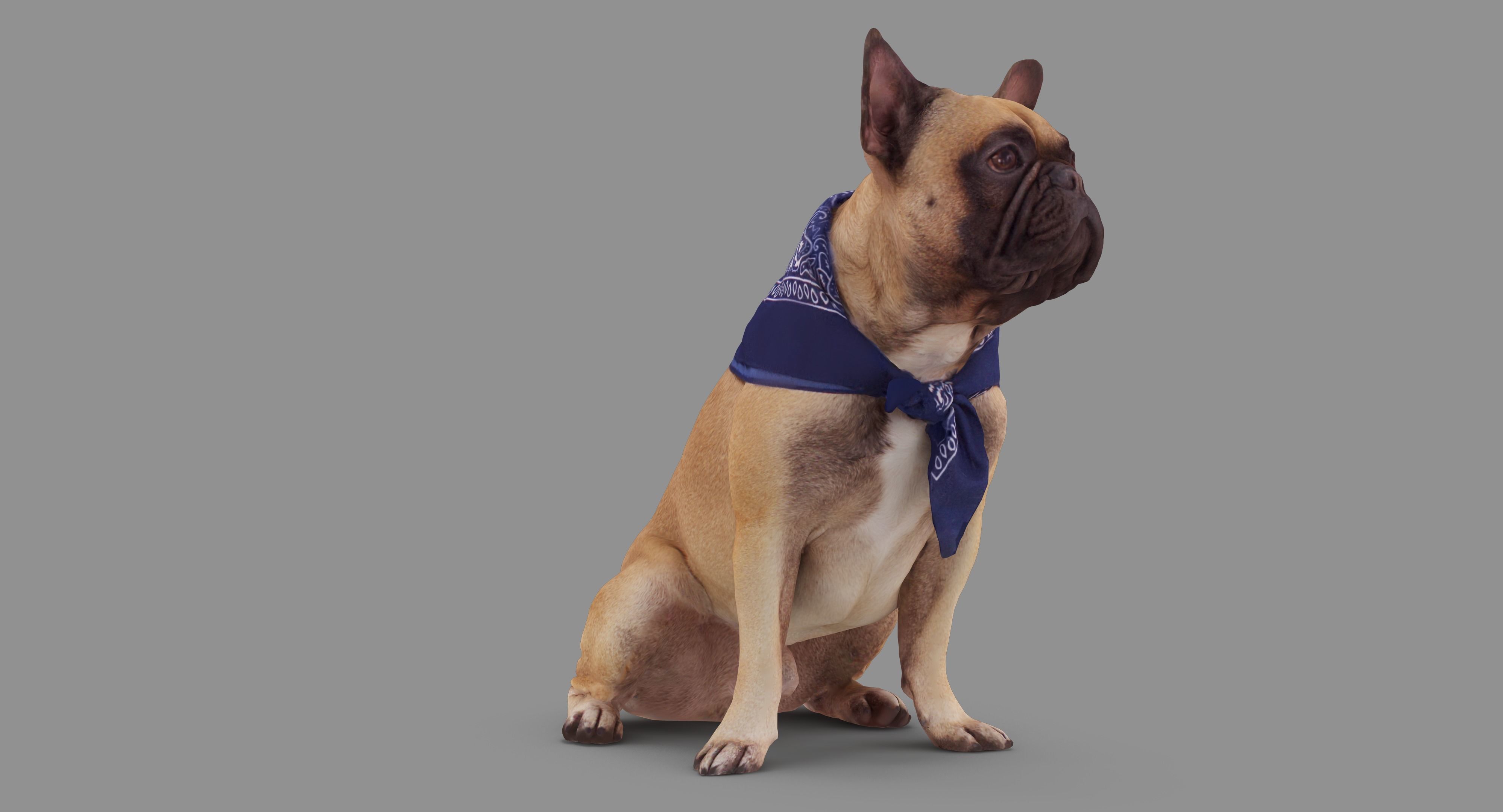 French Bulldog Sitting Low-poly 3D model_47