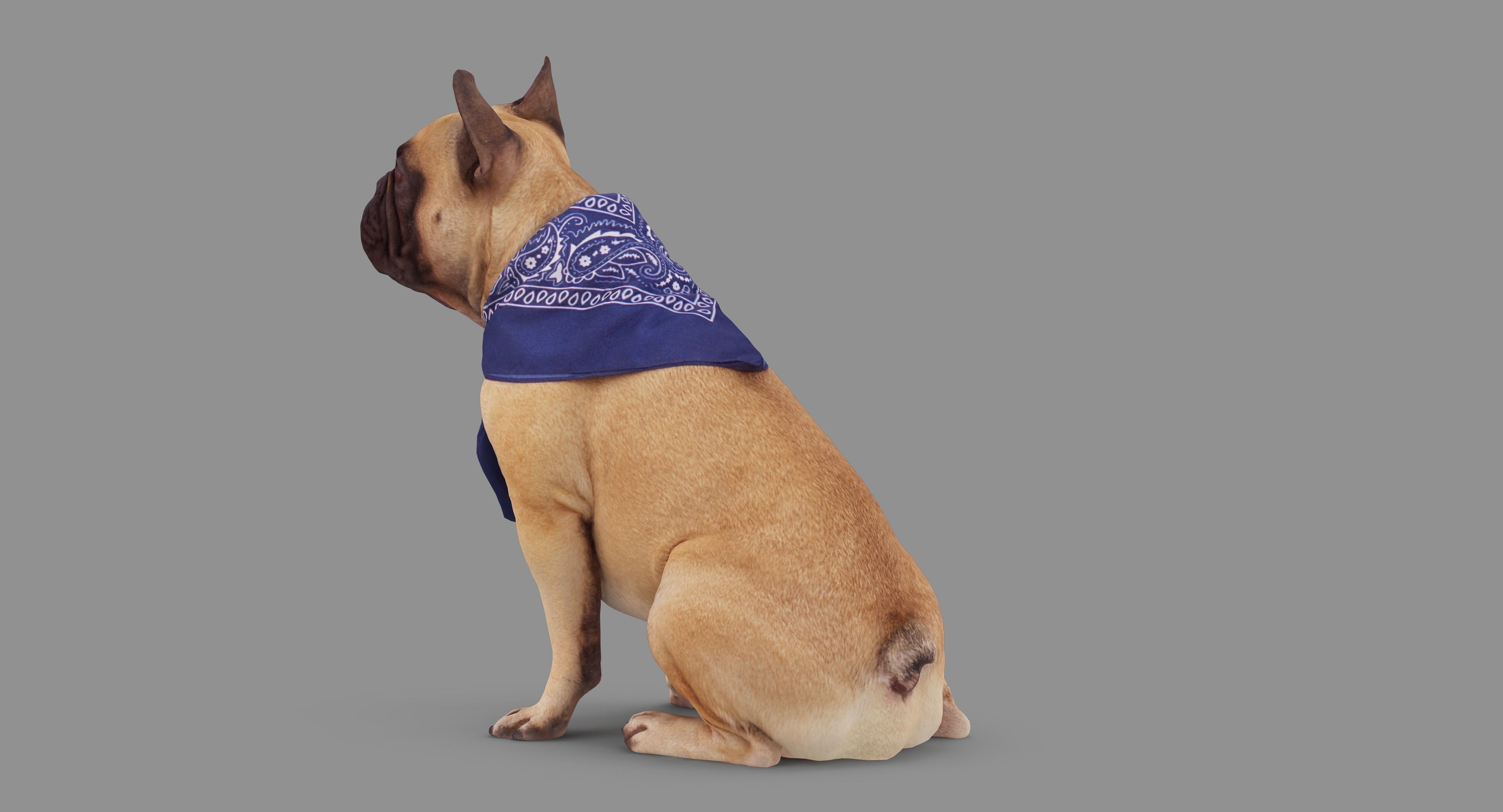 French Bulldog Sitting Low-poly 3D model_73
