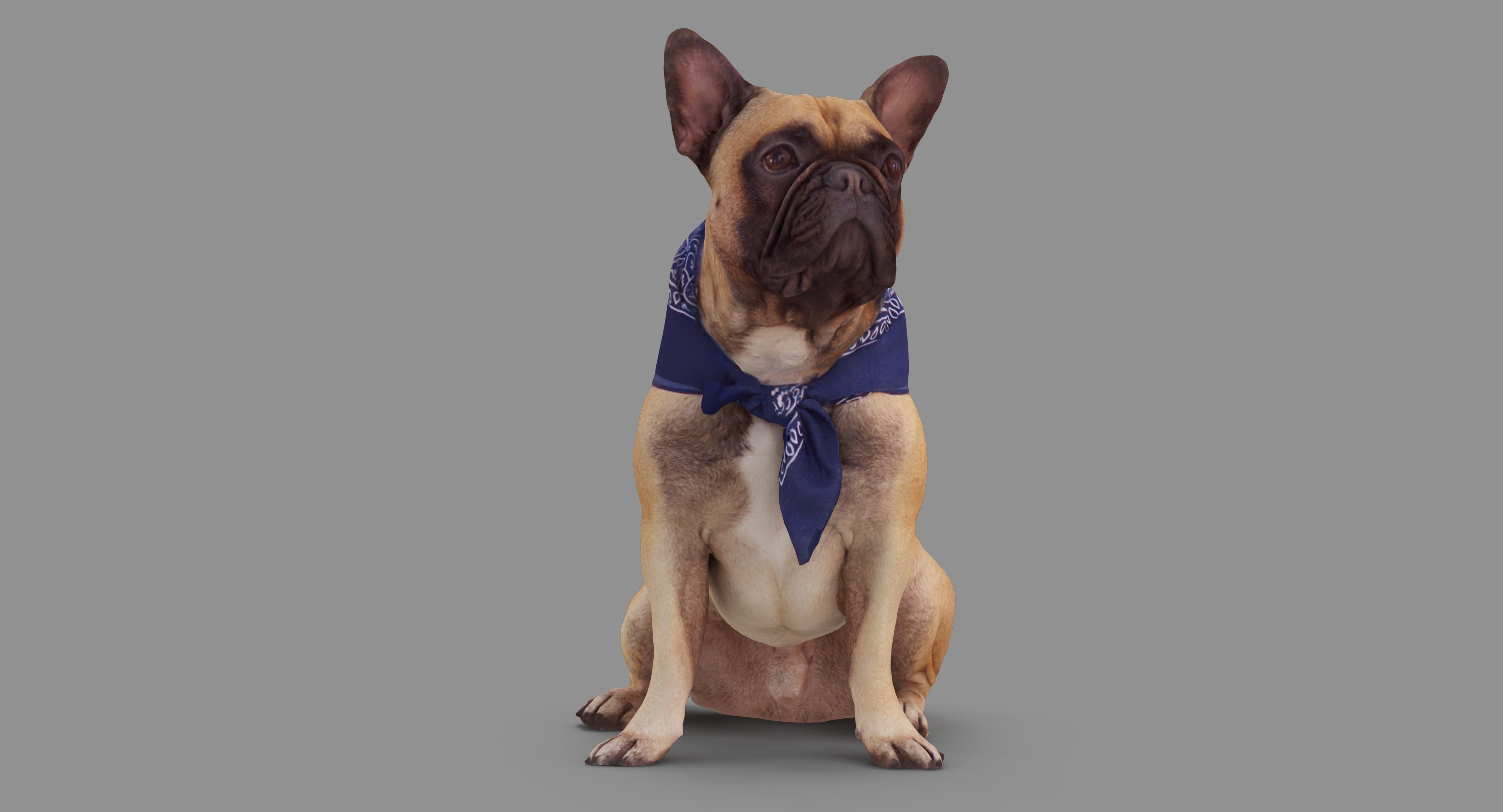 French Bulldog Sitting Low-poly 3D model_43
