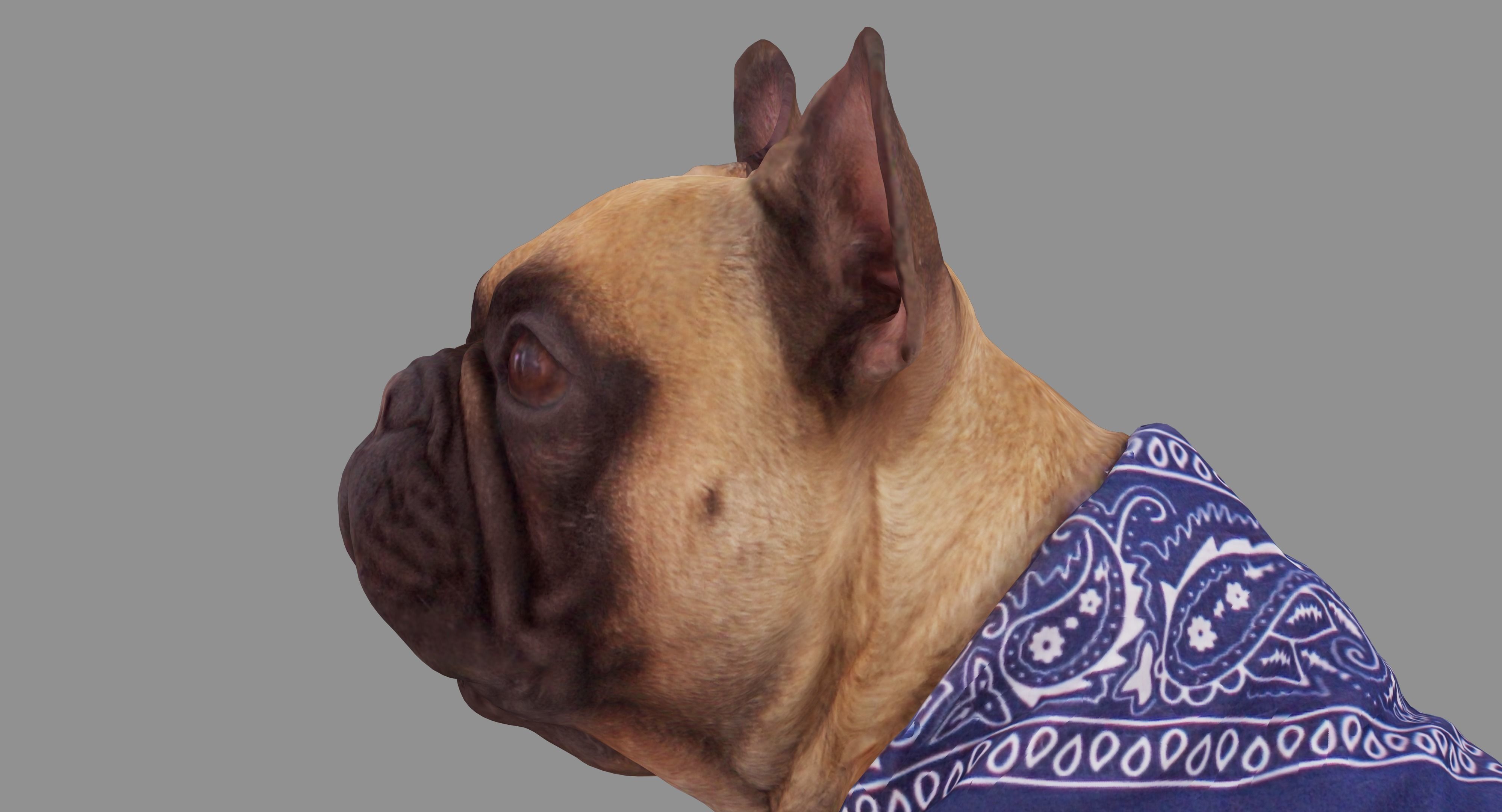 French Bulldog Sitting Low-poly 3D model_7