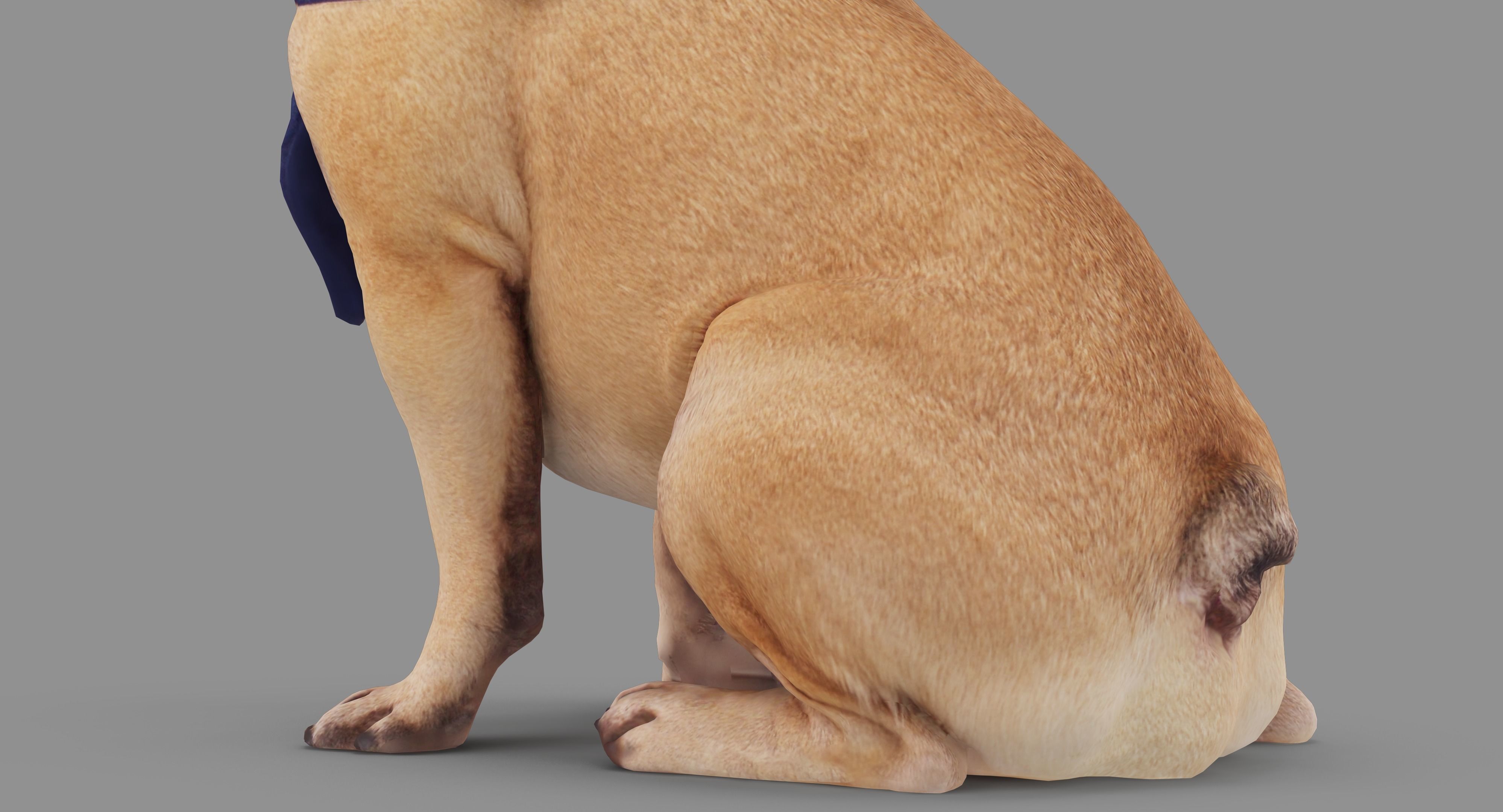 French Bulldog Sitting Low-poly 3D model_31