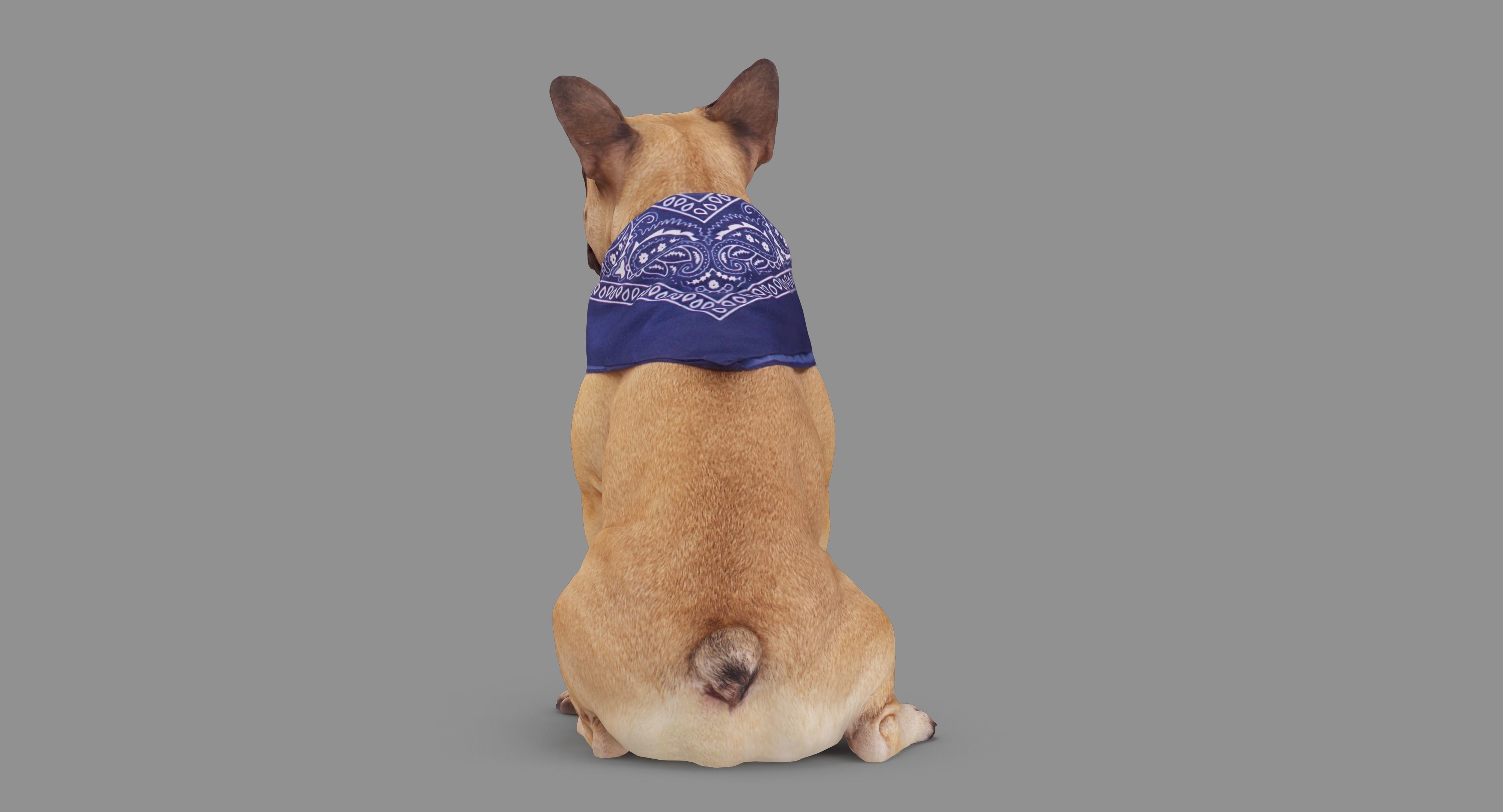 French Bulldog Sitting Low-poly 3D model_67