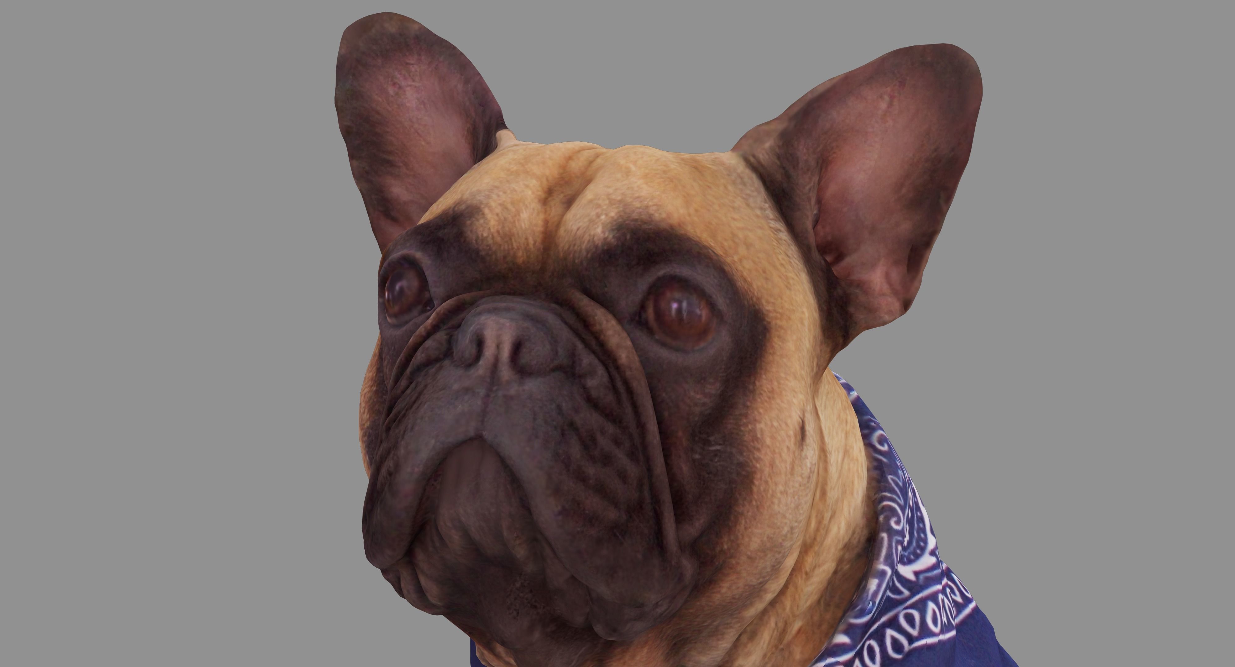French Bulldog Sitting Low-poly 3D model_9