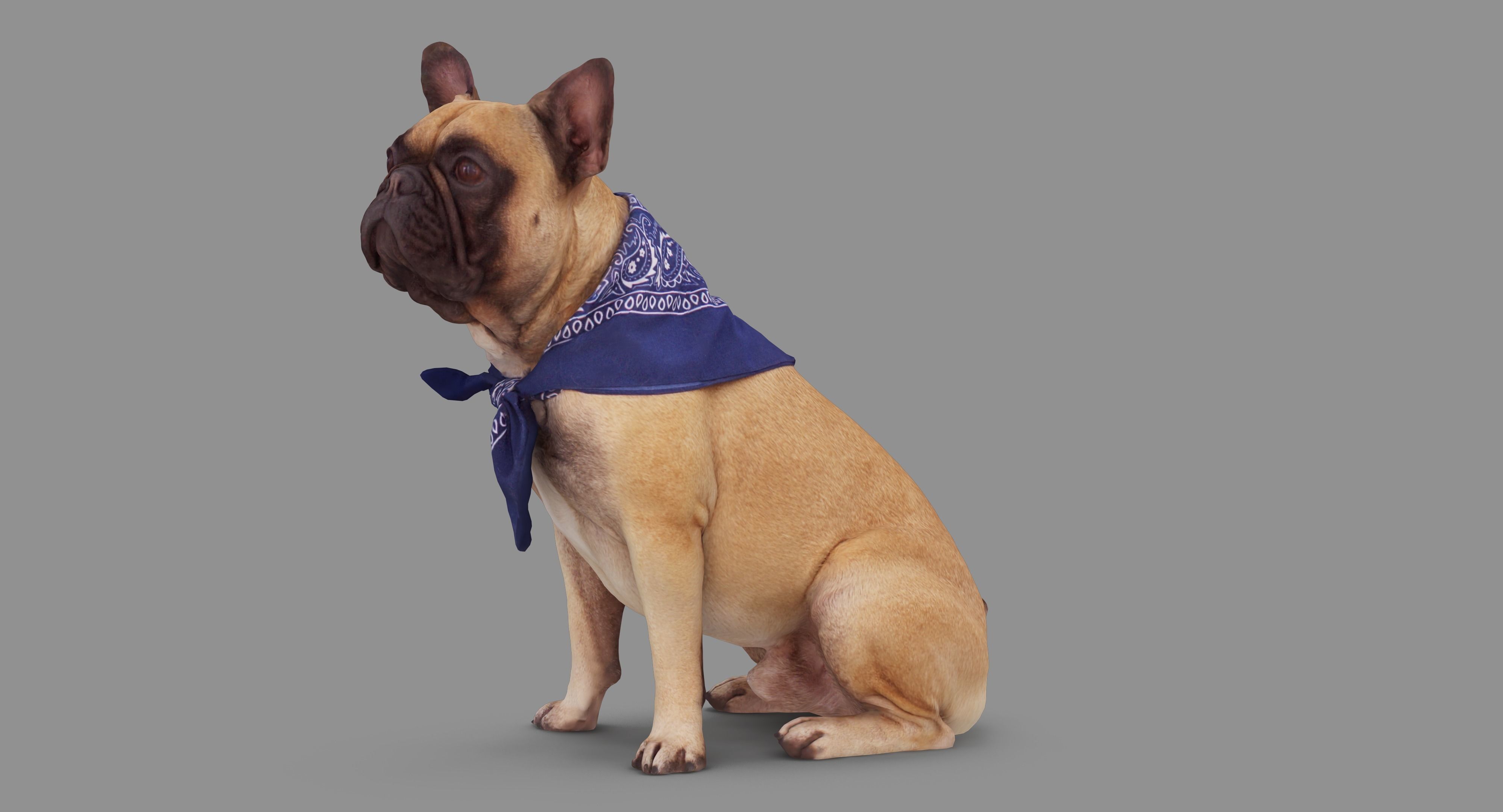 French Bulldog Sitting Low-poly 3D model_81