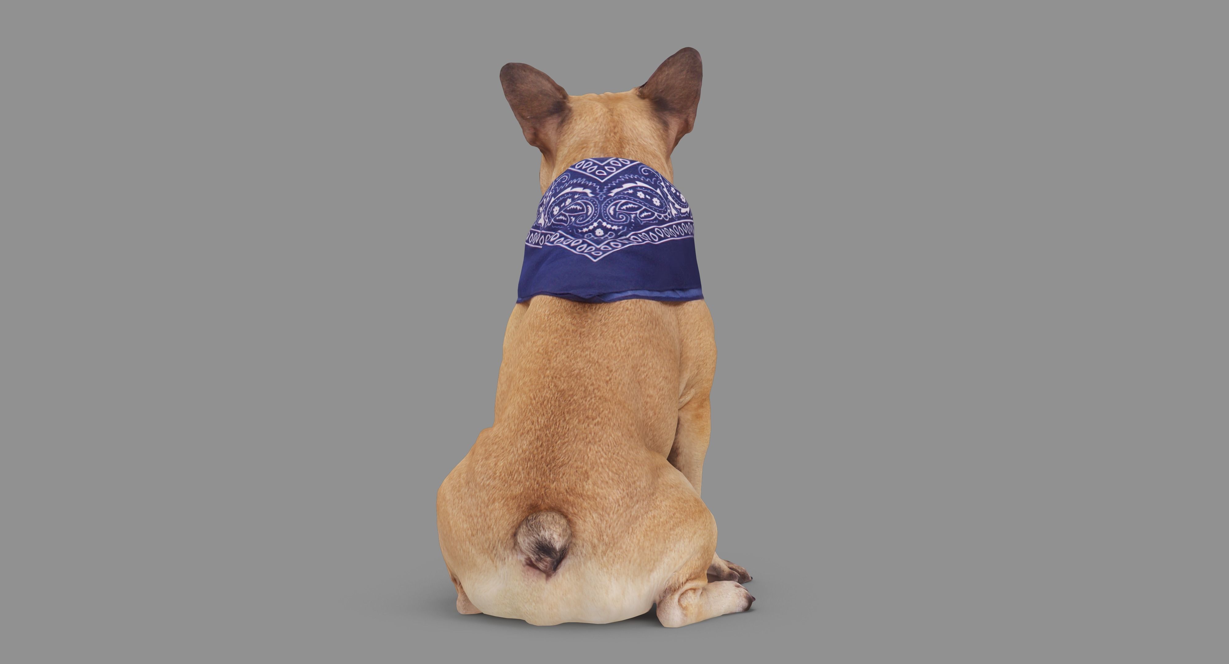 French Bulldog Sitting Low-poly 3D model_65