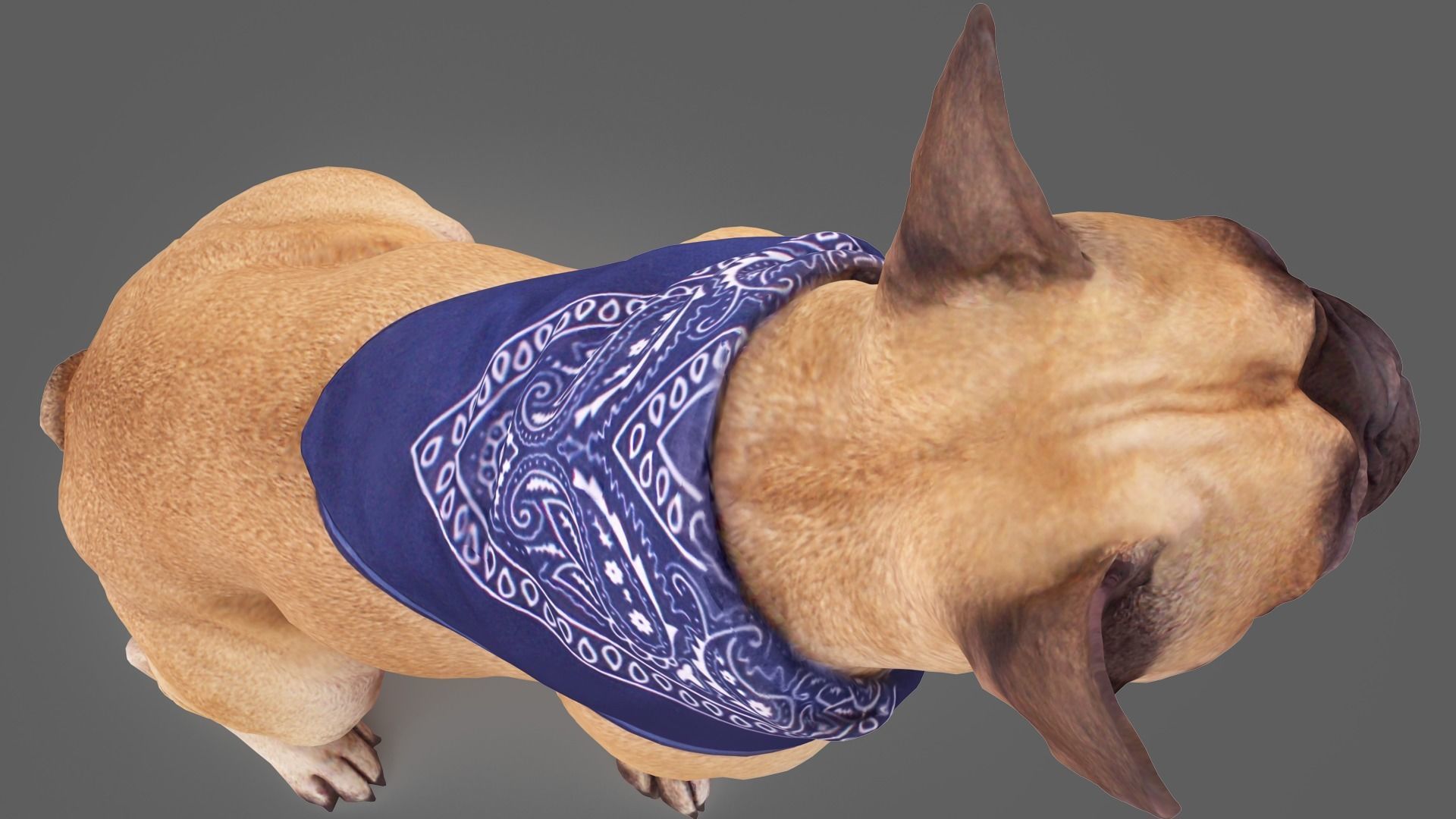 French Bulldog Sitting Low-poly 3D model_5