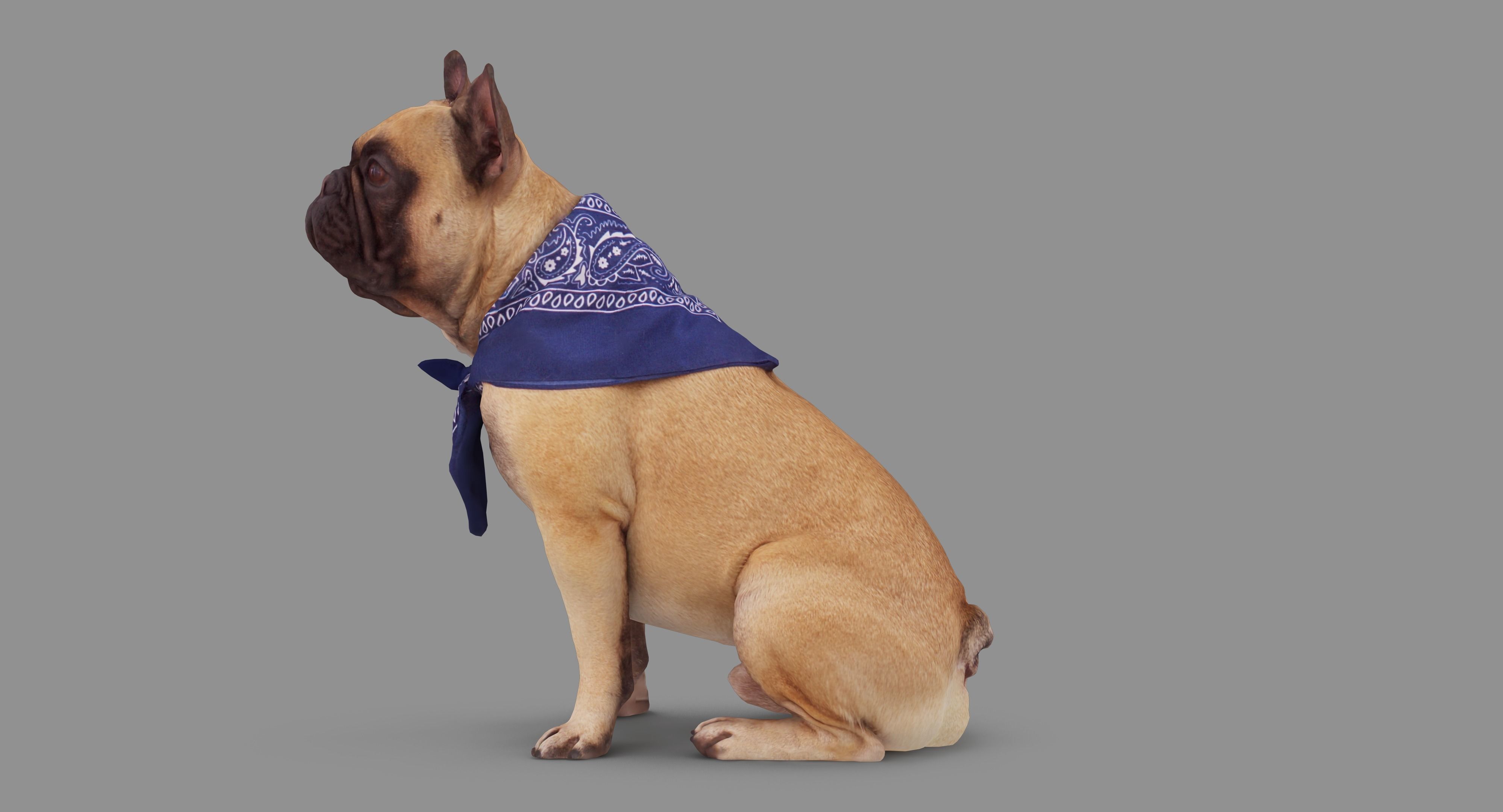 French Bulldog Sitting Low-poly 3D model_77