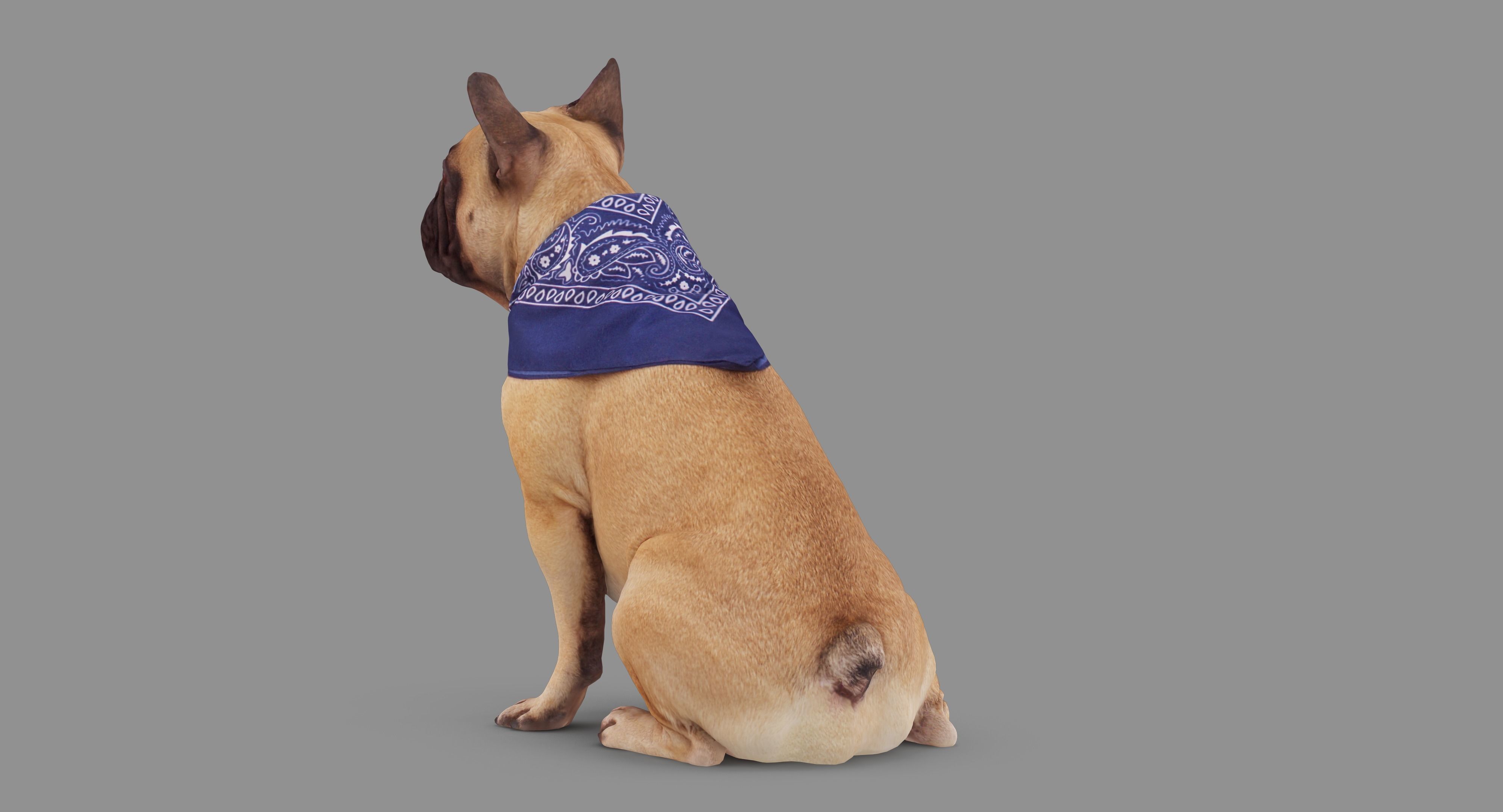 French Bulldog Sitting Low-poly 3D model_71