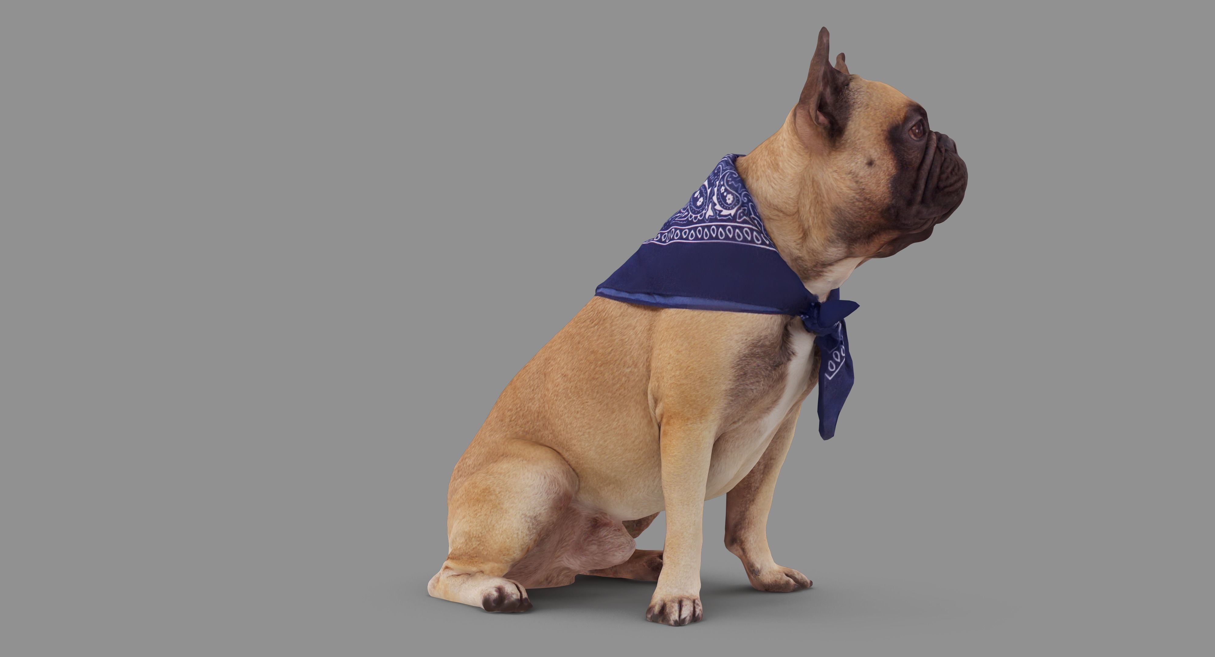 French Bulldog Sitting Low-poly 3D model_51