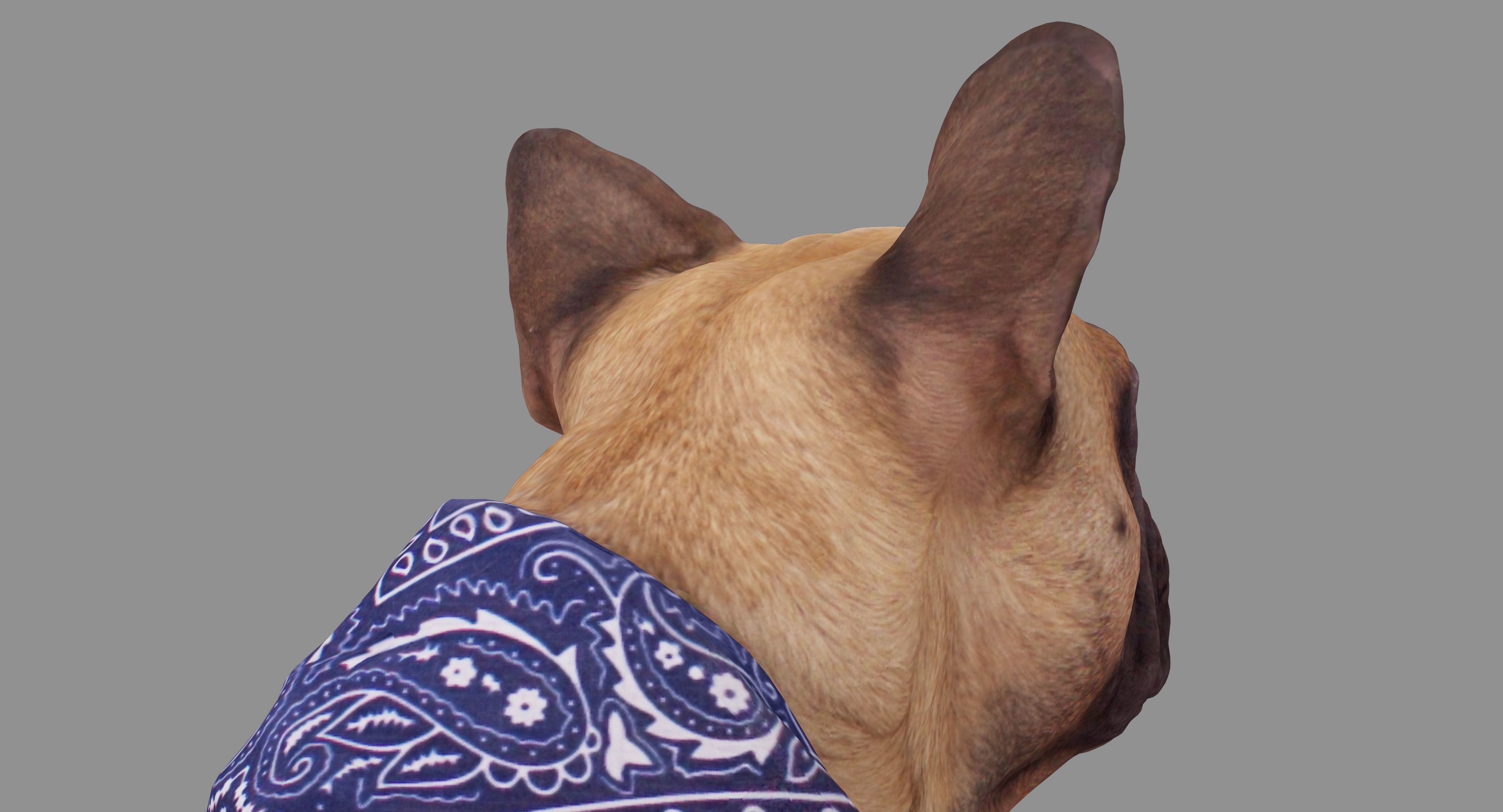 French Bulldog Sitting Low-poly 3D model_21