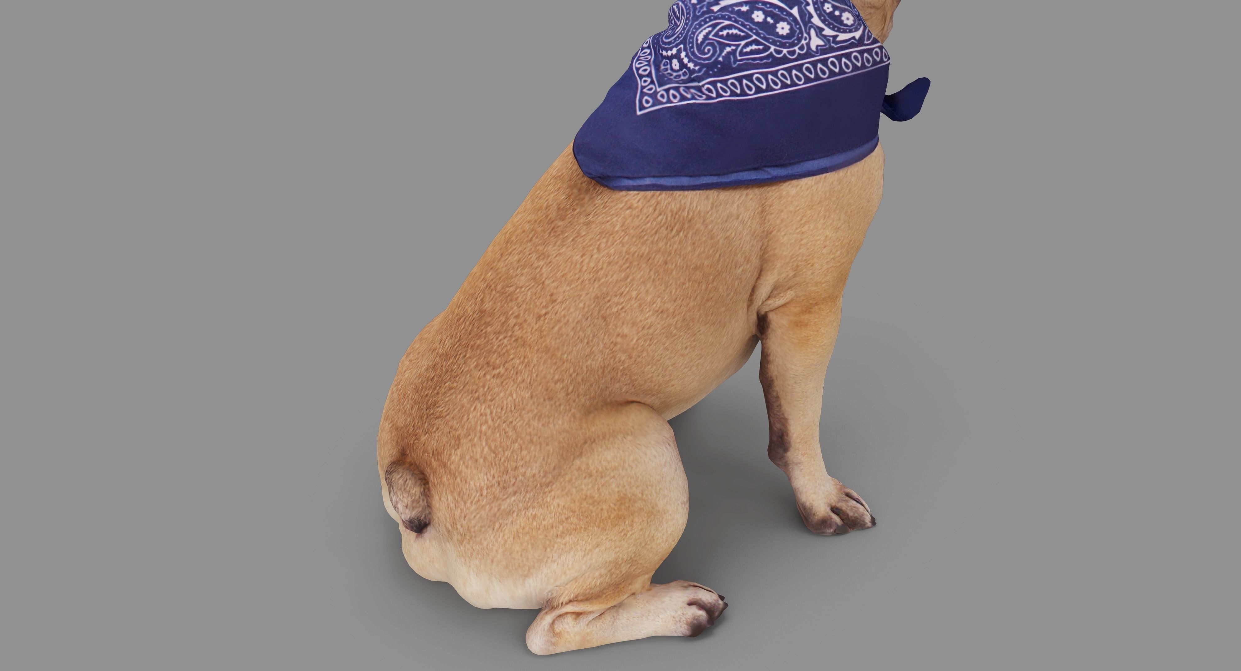 French Bulldog Sitting Low-poly 3D model_25