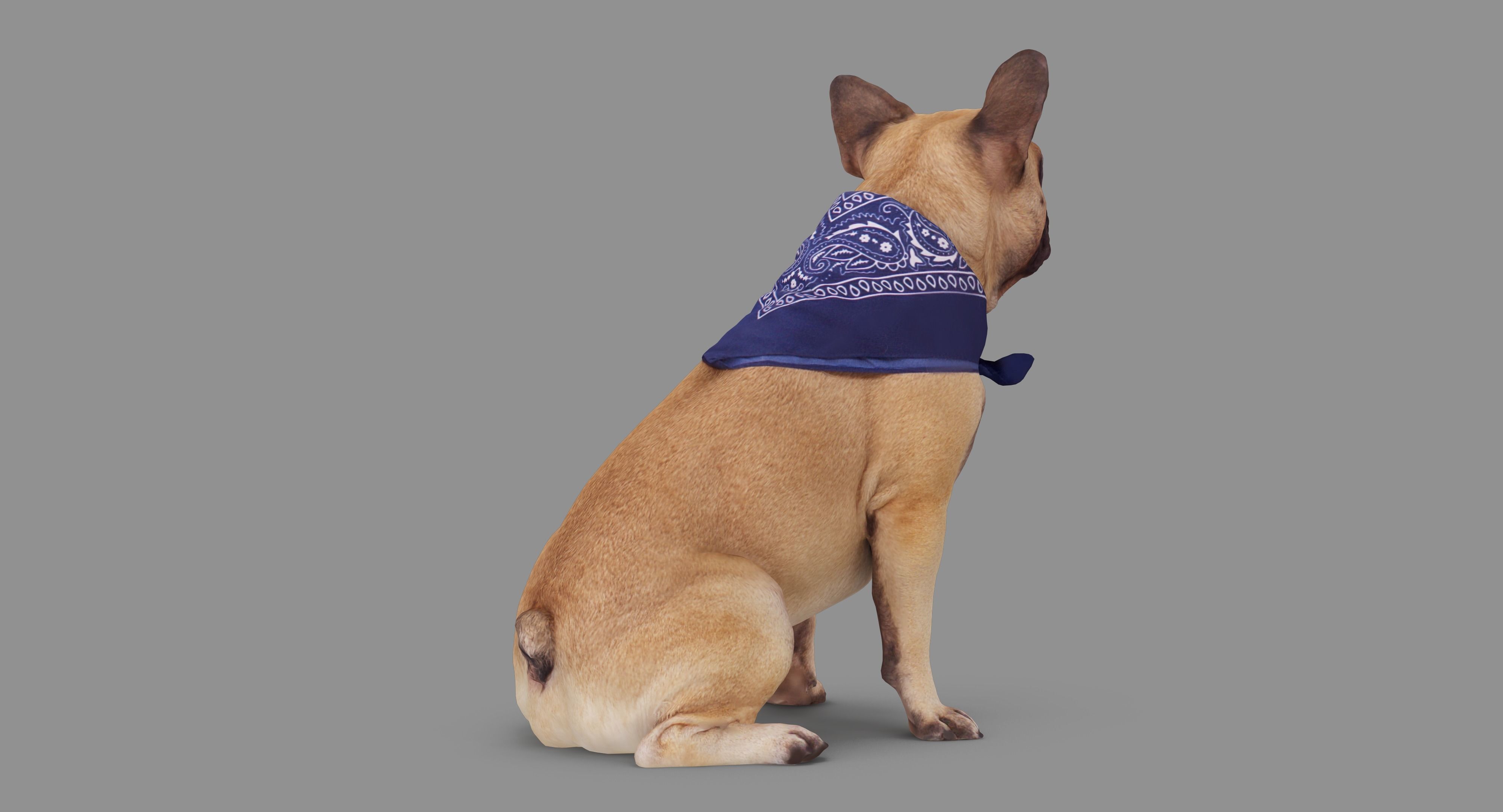 French Bulldog Sitting Low-poly 3D model_59