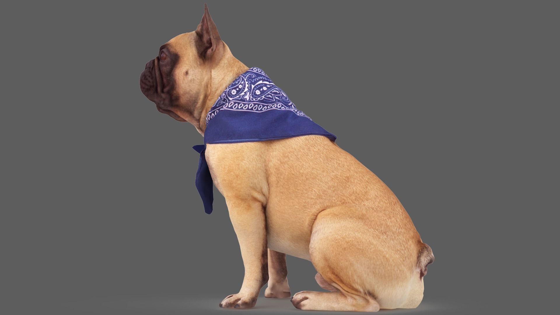 French Bulldog Sitting Low-poly 3D model_3