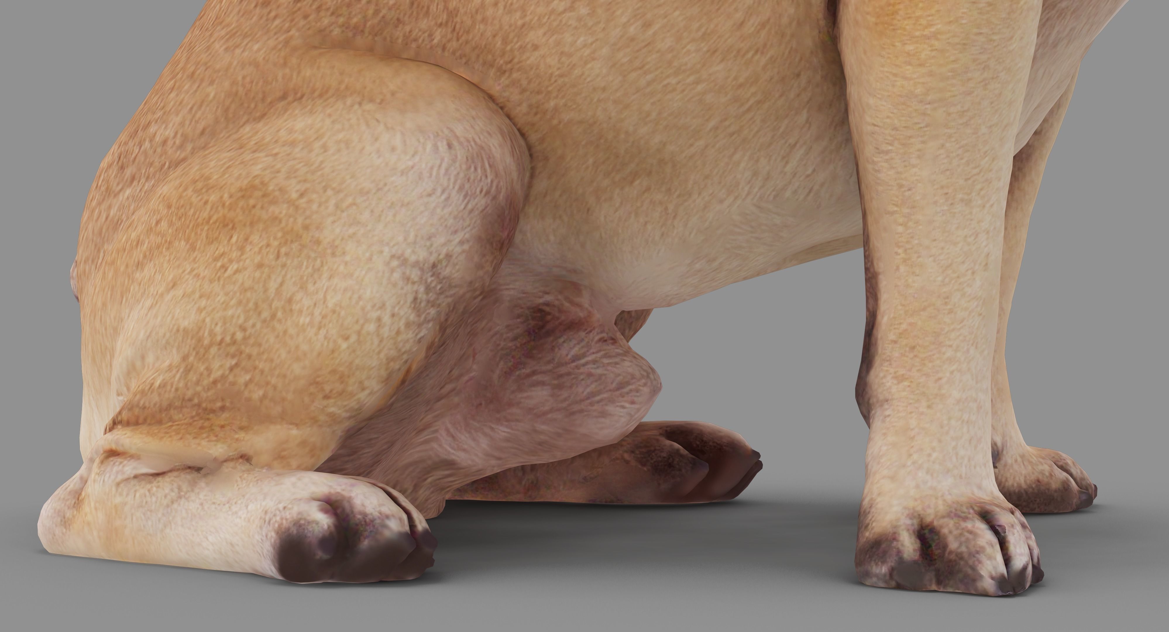 French Bulldog Sitting Low-poly 3D model_23