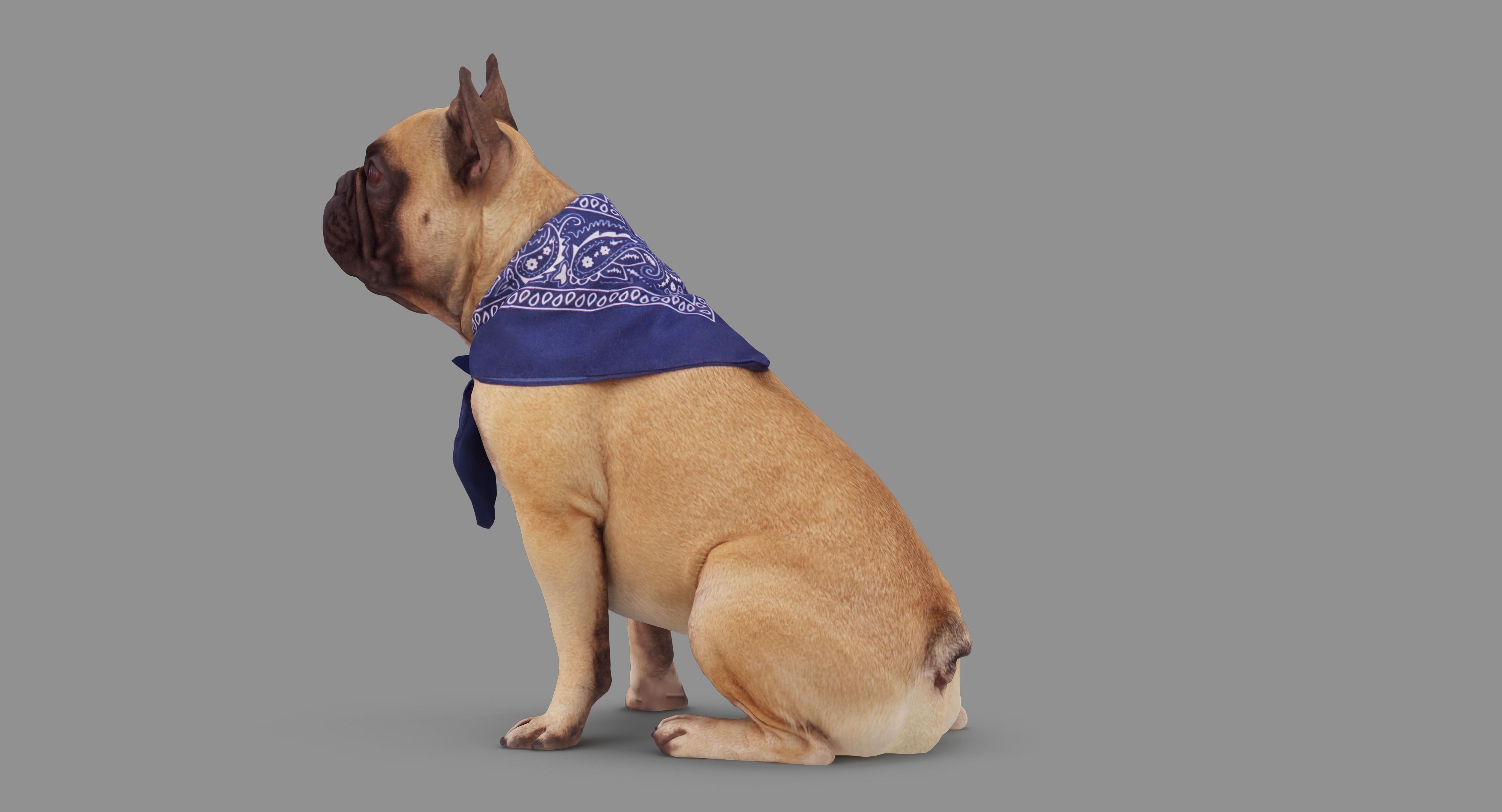 French Bulldog Sitting Low-poly 3D model_75