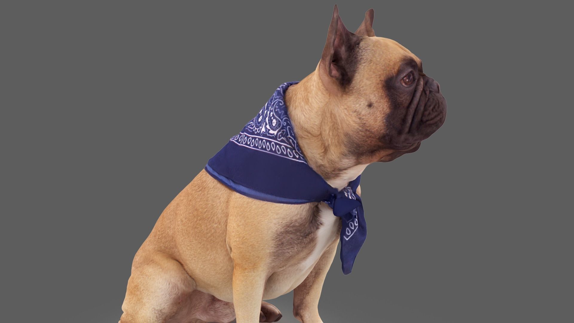 French Bulldog Sitting Low-poly 3D model_2