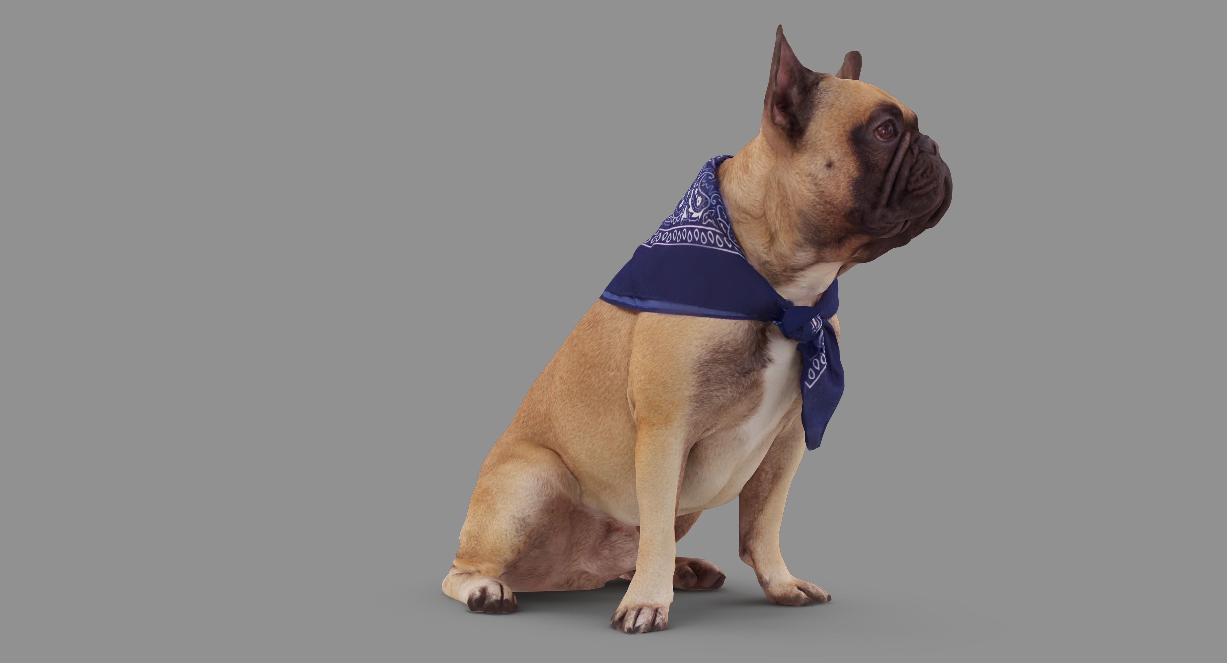 French Bulldog Sitting Low-poly 3D model_49