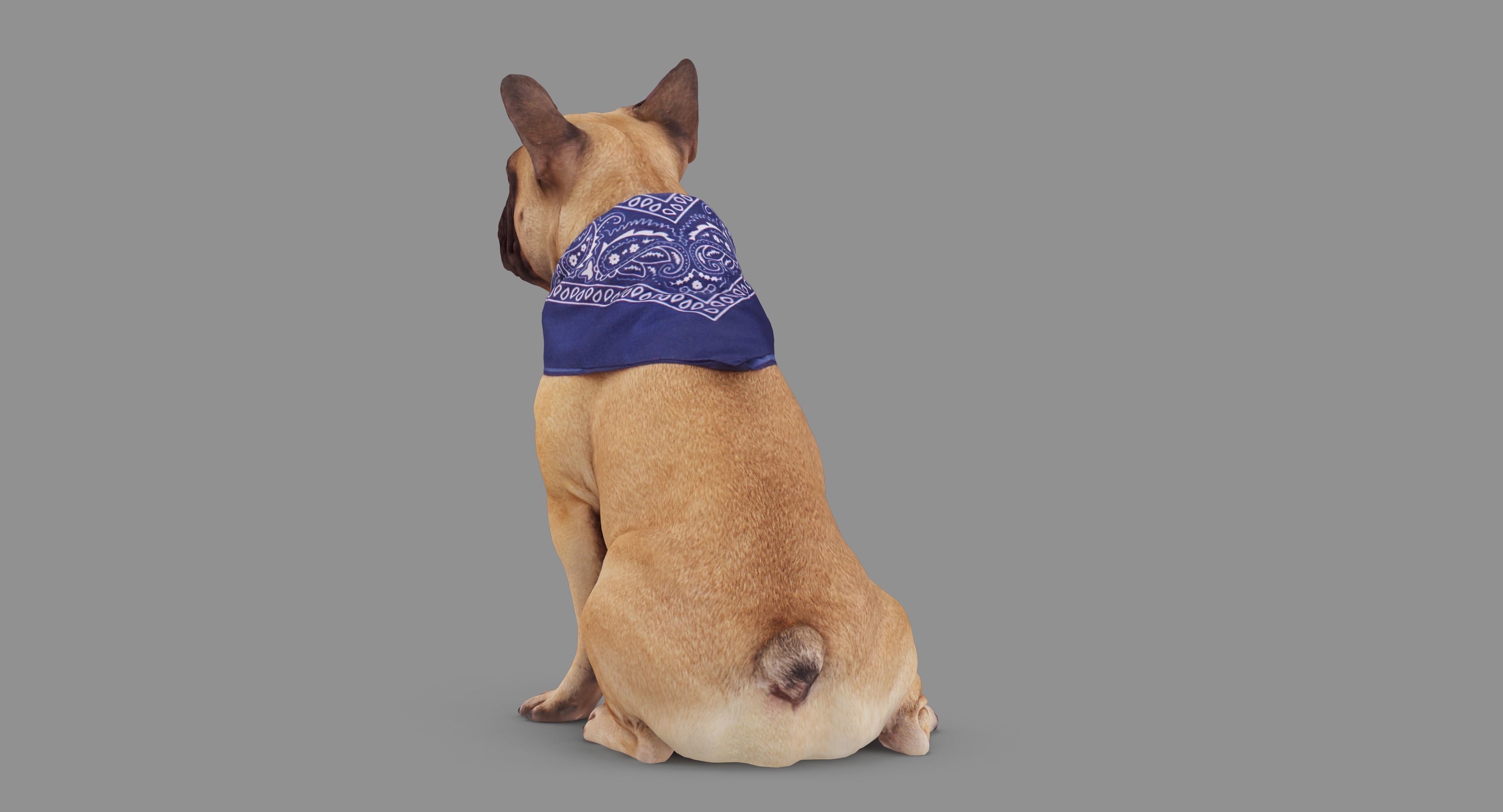 French Bulldog Sitting Low-poly 3D model_69