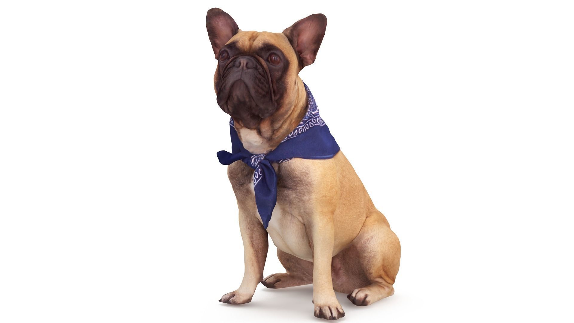 French Bulldog Sitting Low-poly 3D model_0