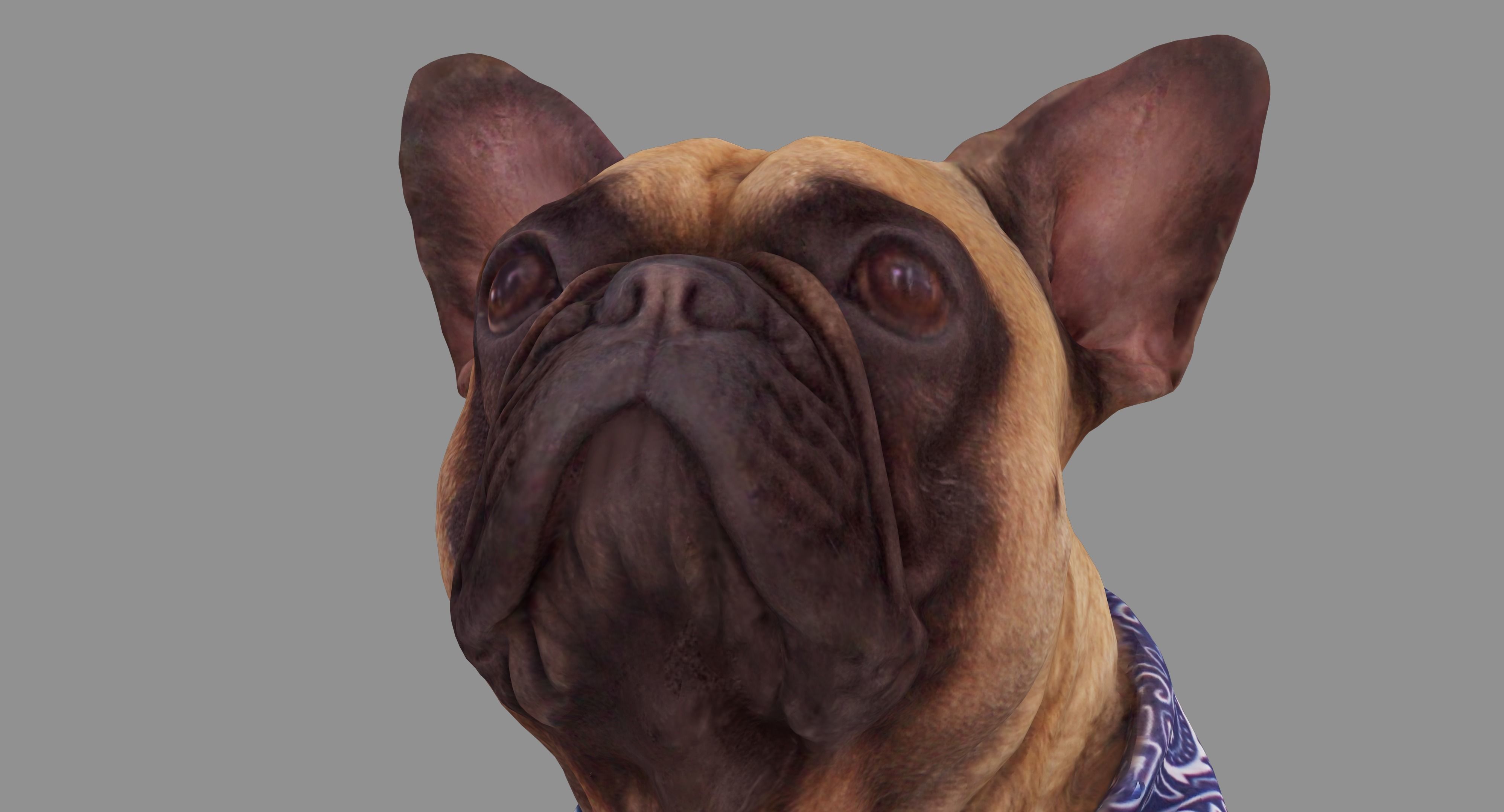 French Bulldog Sitting Low-poly 3D model_13