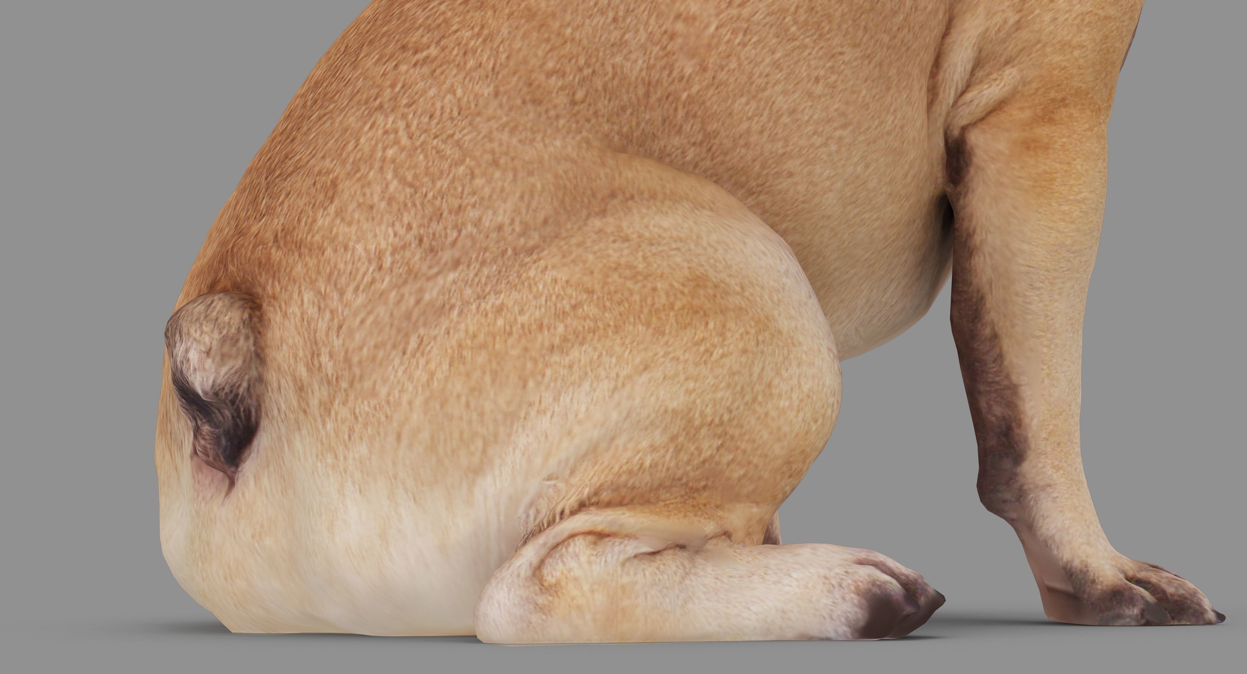 French Bulldog Sitting Low-poly 3D model_29