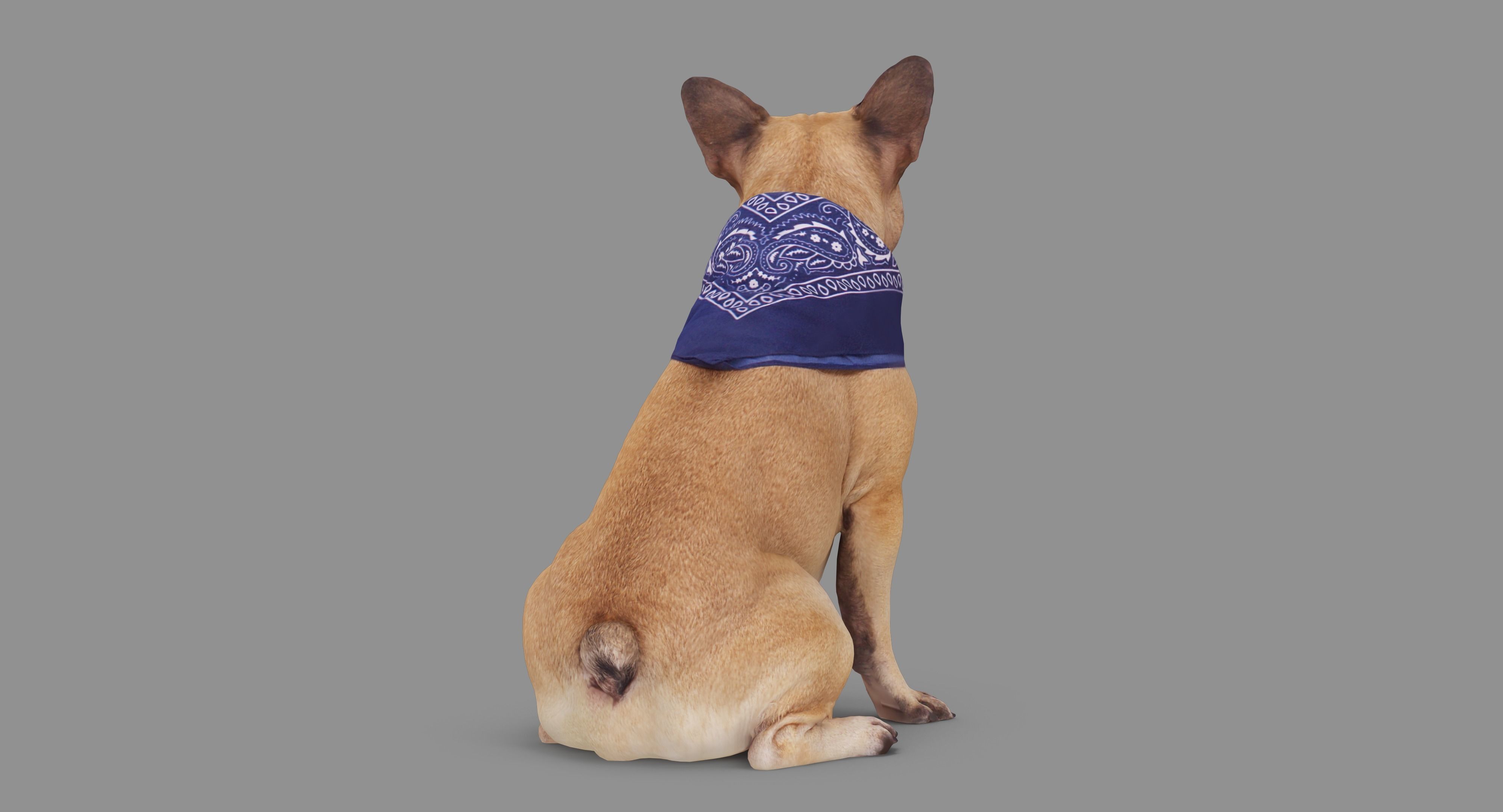 French Bulldog Sitting Low-poly 3D model_63