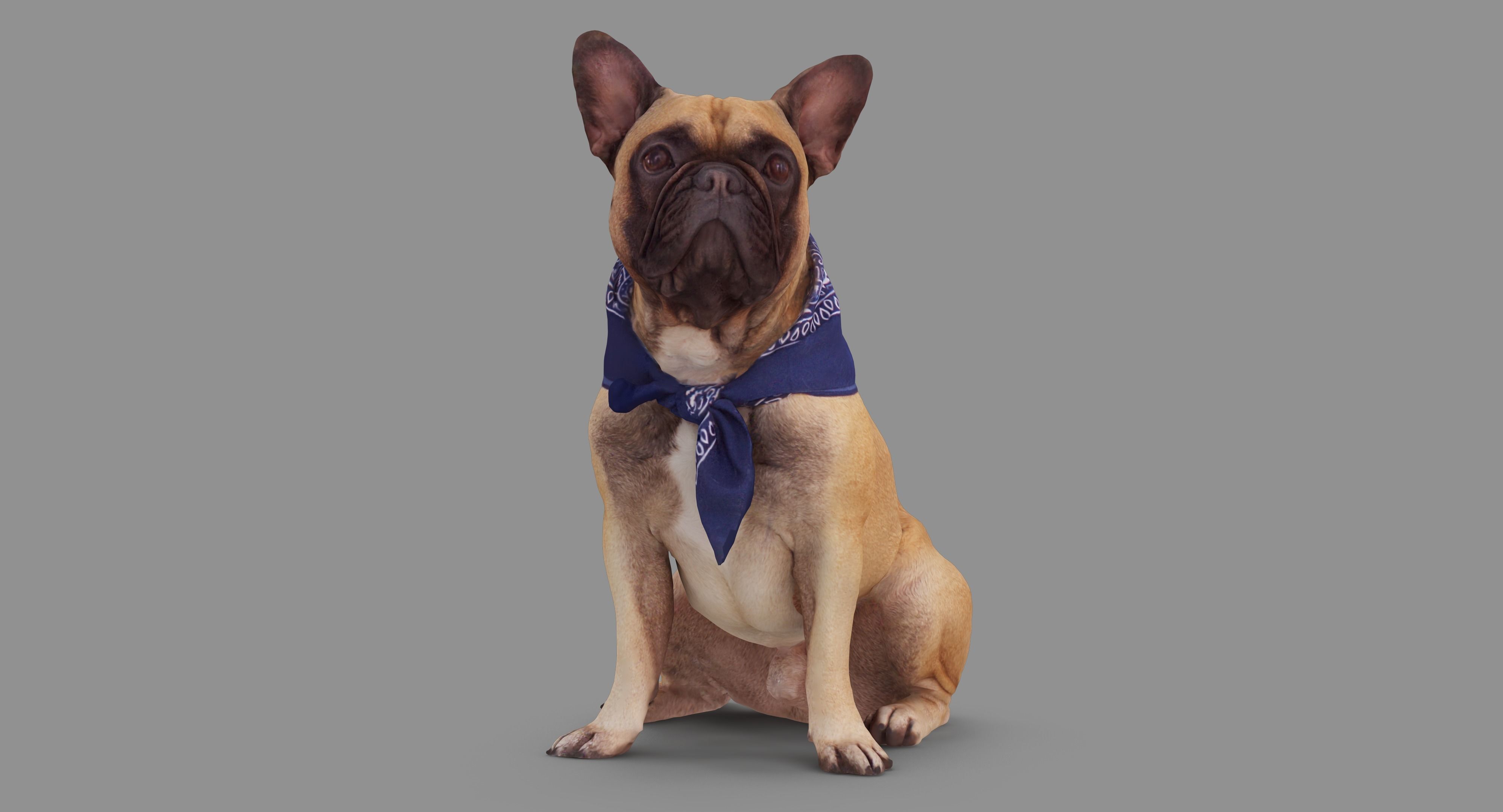 French Bulldog Sitting Low-poly 3D model_41