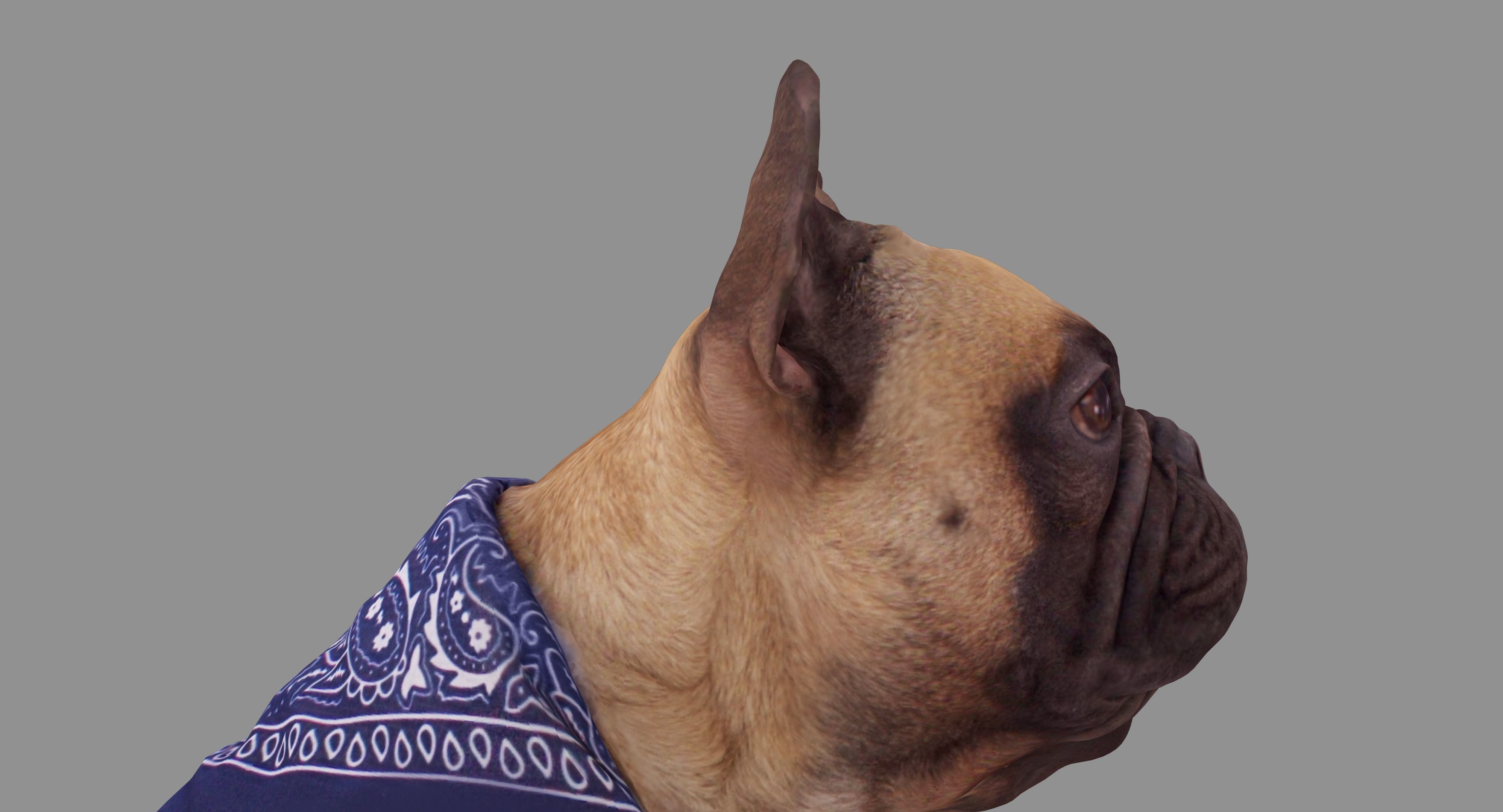 French Bulldog Sitting Low-poly 3D model_17
