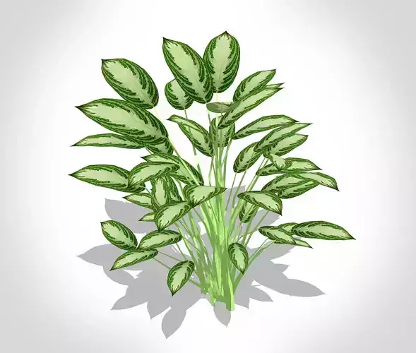 Aglaonema commutatum