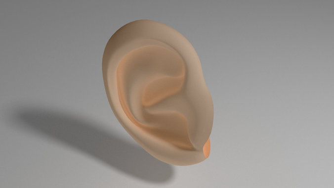 Ear Template Low and High Poly