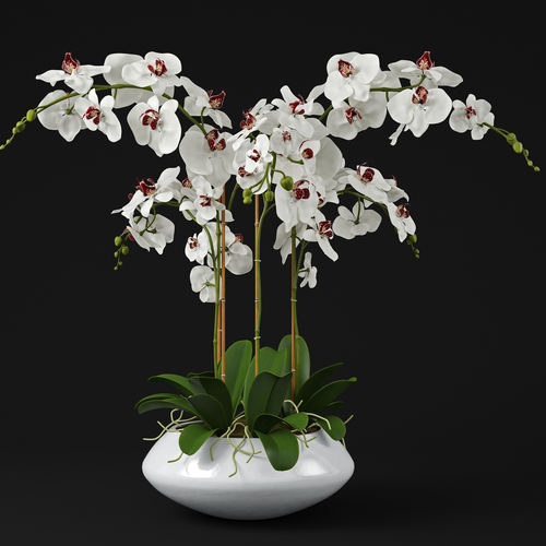 Orchid 11 3D model
