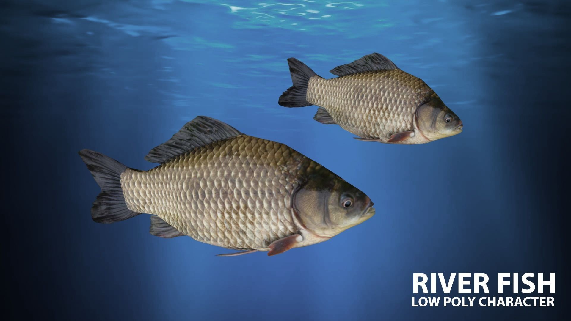 River fish Low-poly 3D model_7