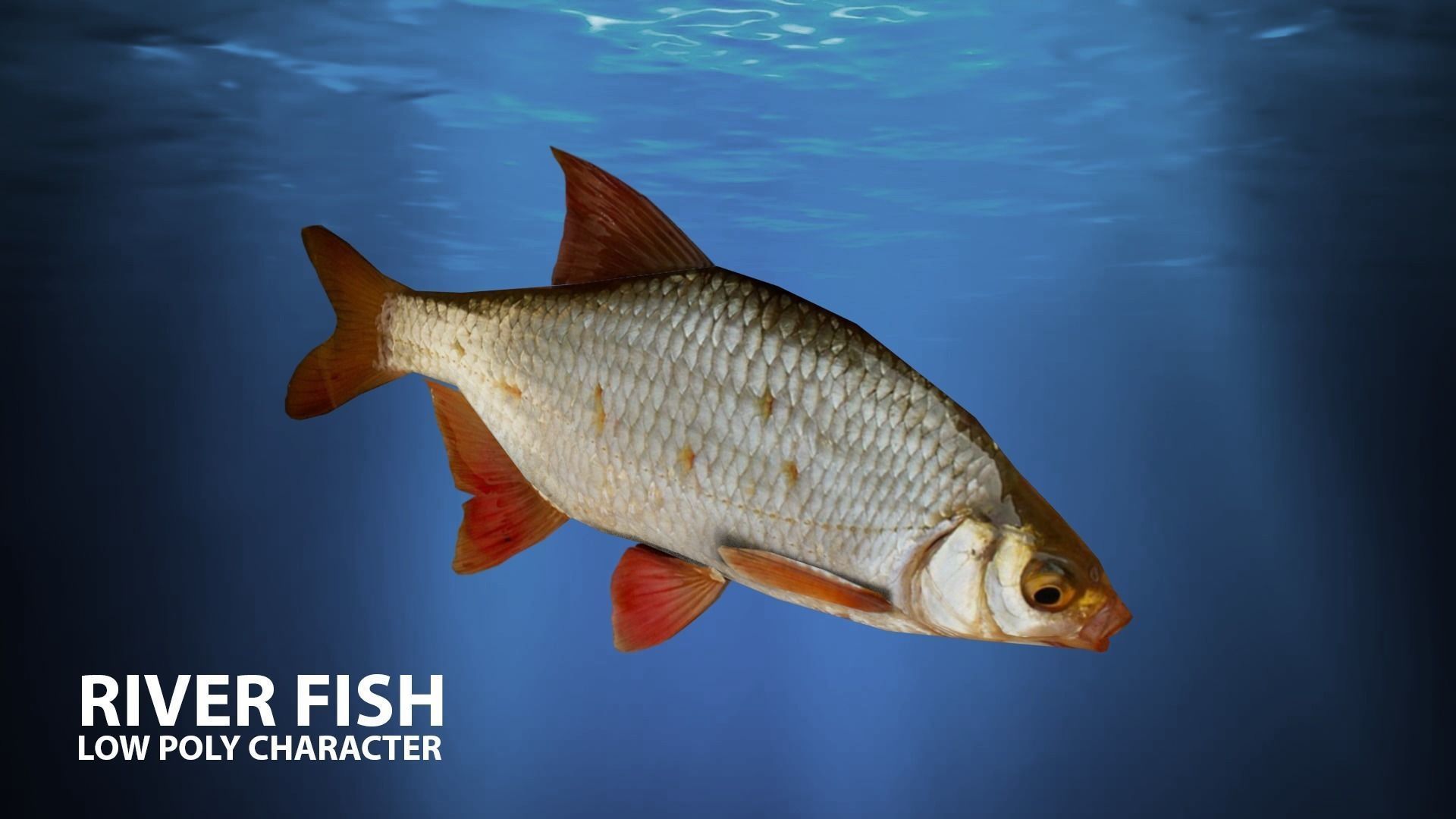River fish Low-poly 3D model_2