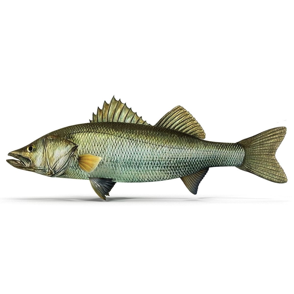 Zander bass fish Low-poly 3D model_1