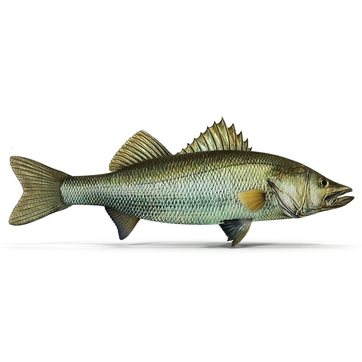 Zander bass fish Low-poly 3D model_6