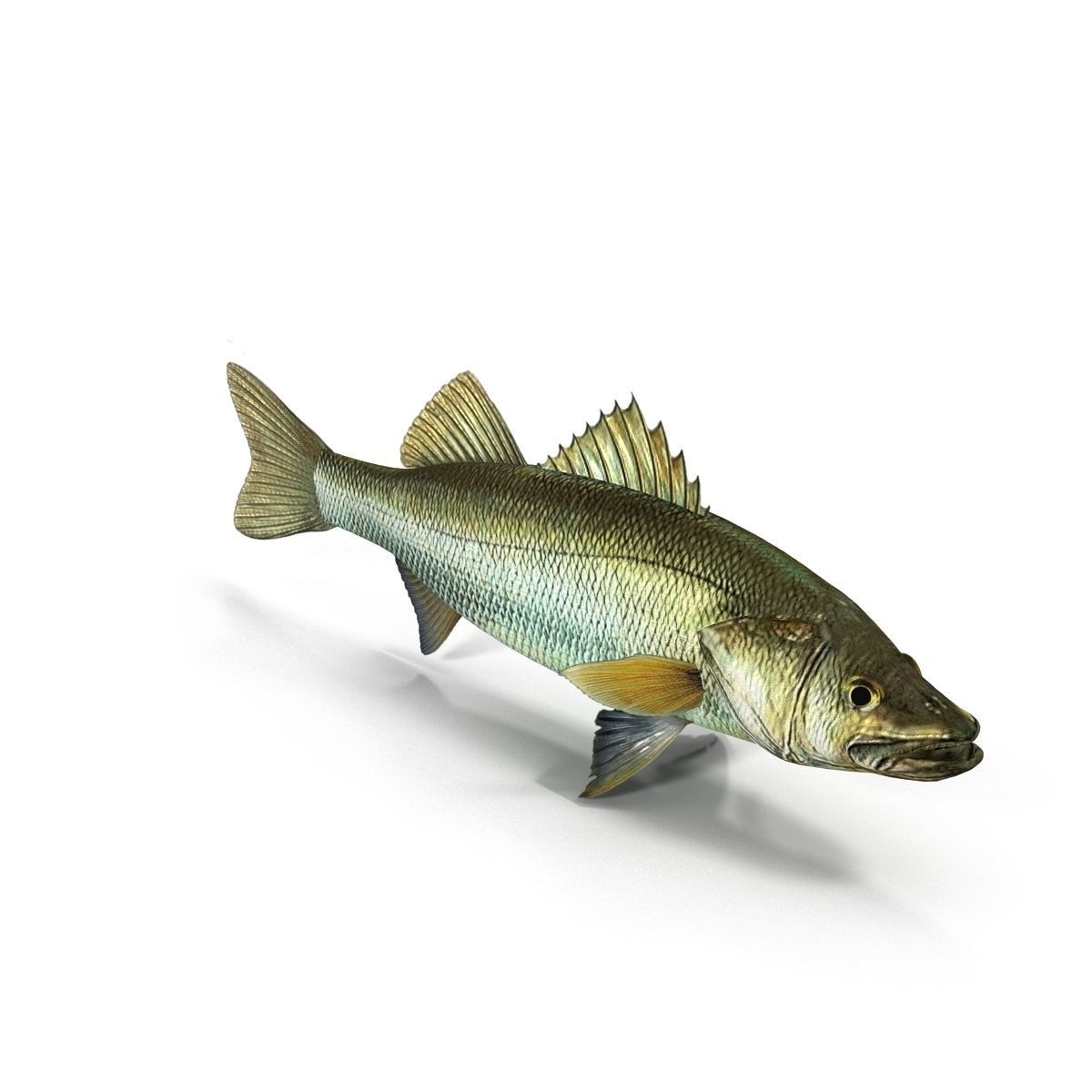 Zander bass fish Low-poly 3D model_5