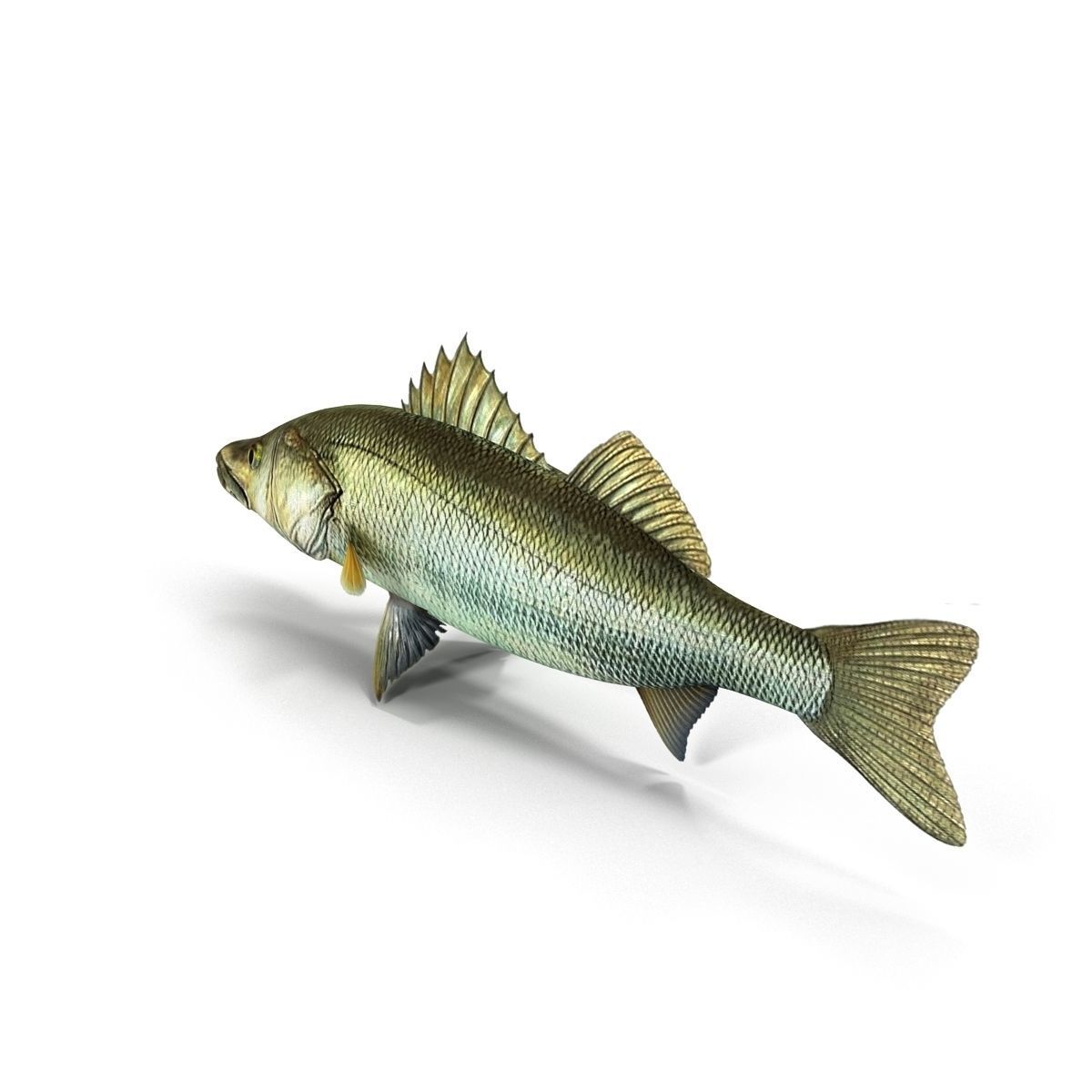 Zander bass fish Low-poly 3D model_2