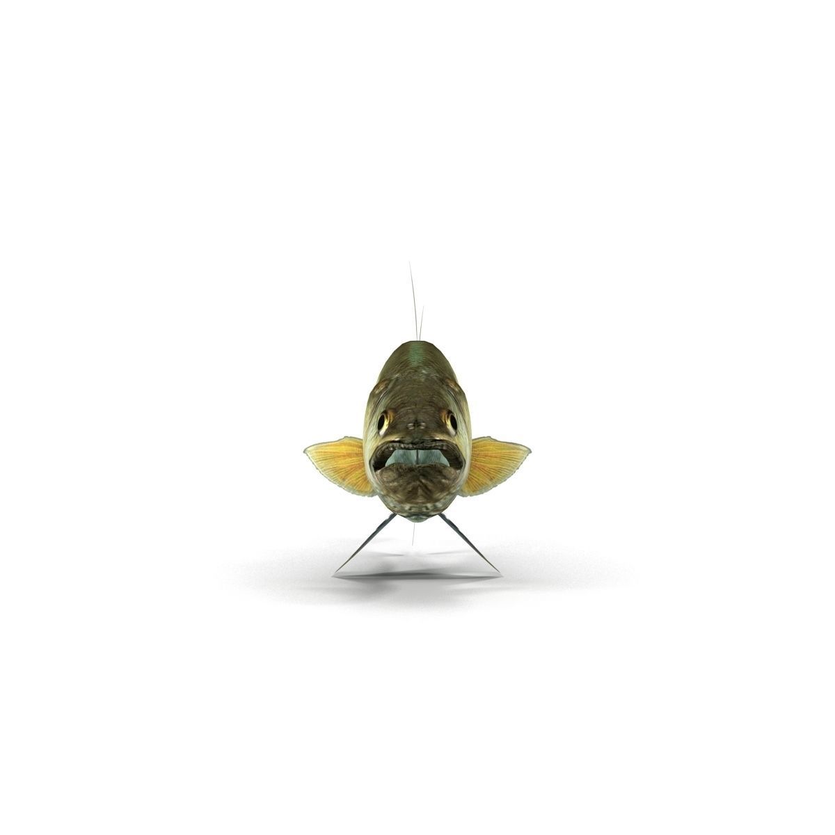 Zander bass fish Low-poly 3D model_8