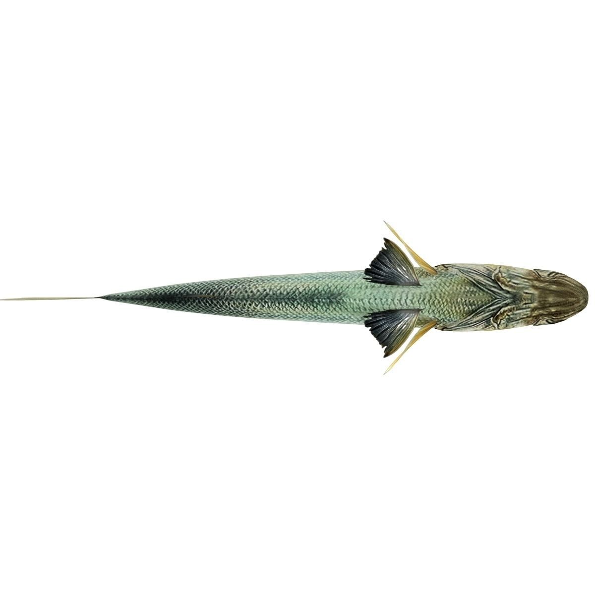Zander bass fish Low-poly 3D model_9