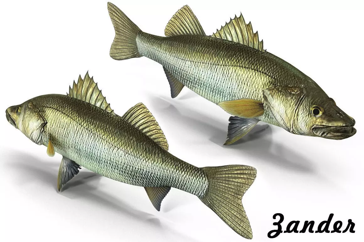 Zander bass fish Low-poly 3D model_0