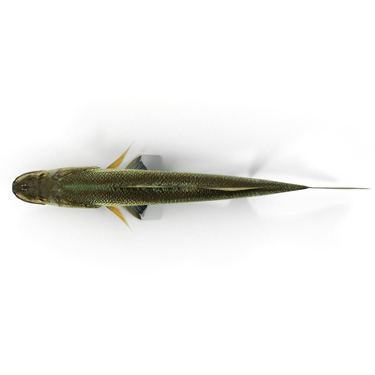 Zander bass fish Low-poly 3D model_7