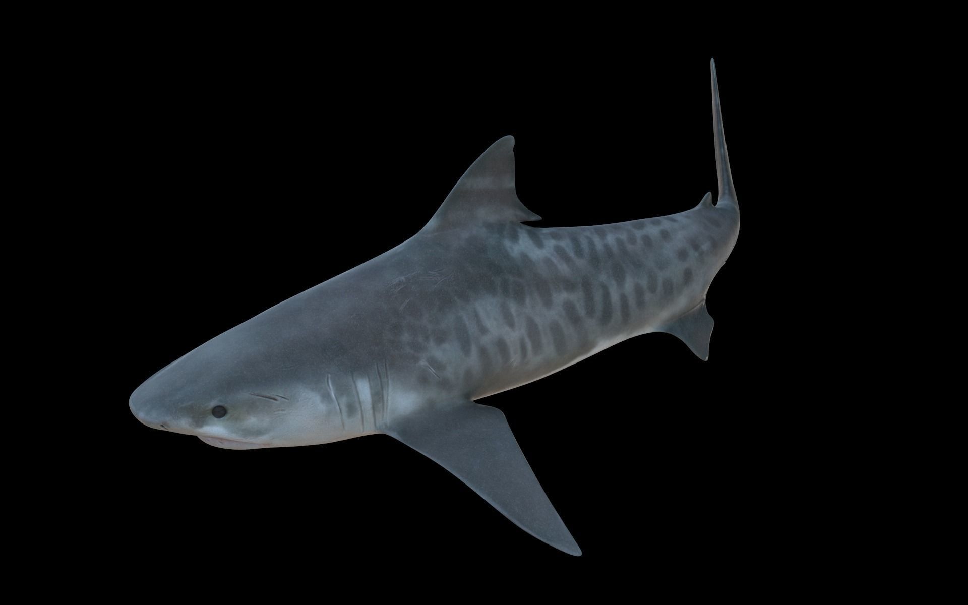 Tiger Shark Low-poly 3D model_5
