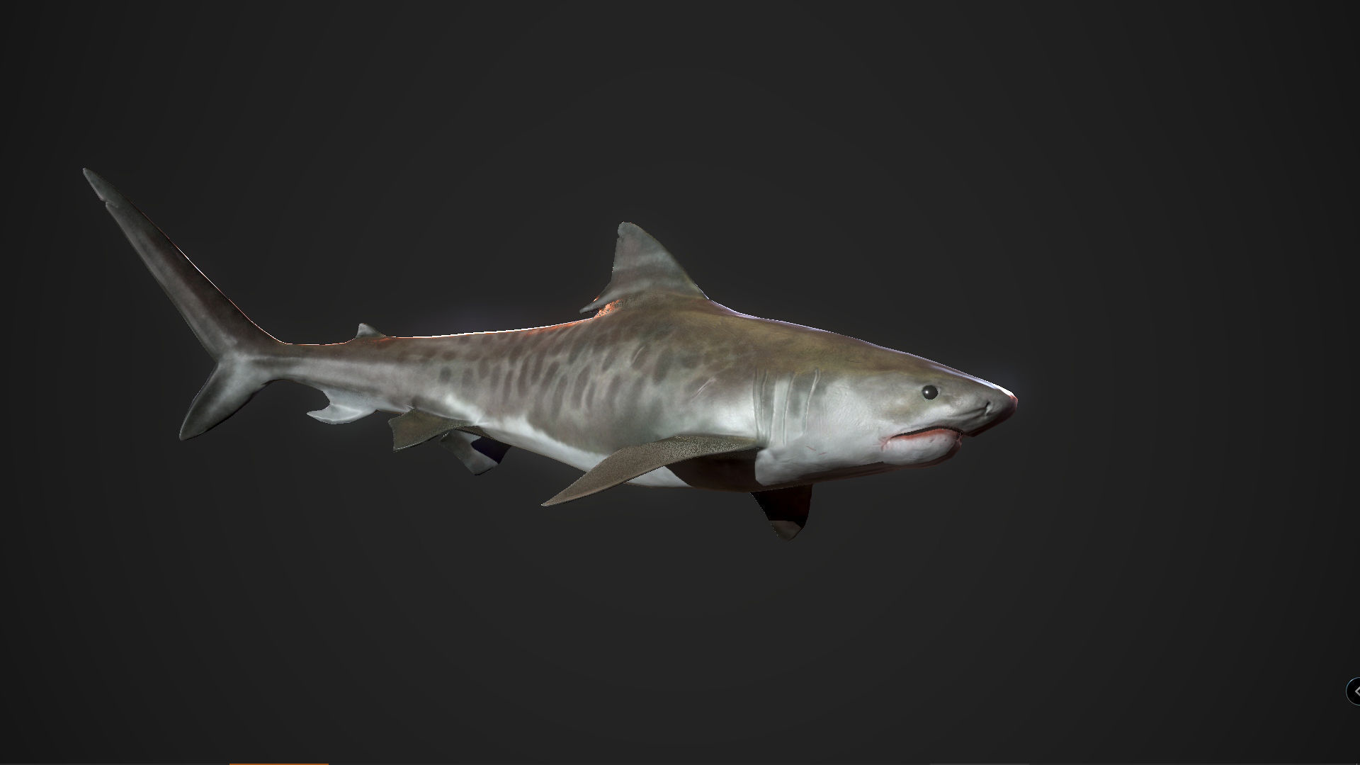 Tiger Shark Low-poly 3D model_13