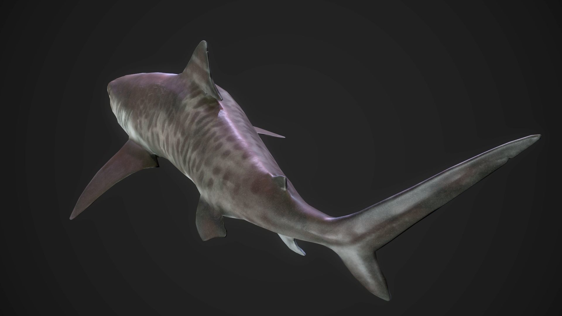 Tiger Shark Low-poly 3D model_14