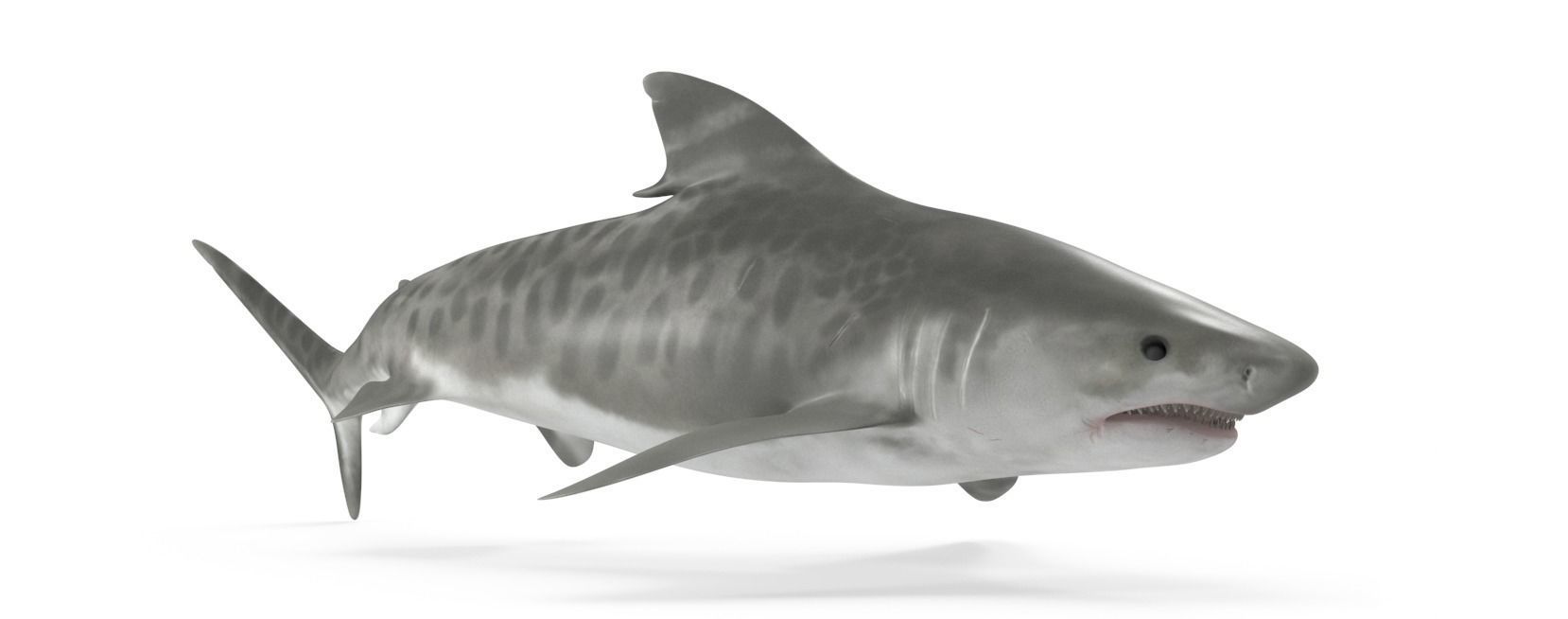 Tiger Shark Low-poly 3D model_16