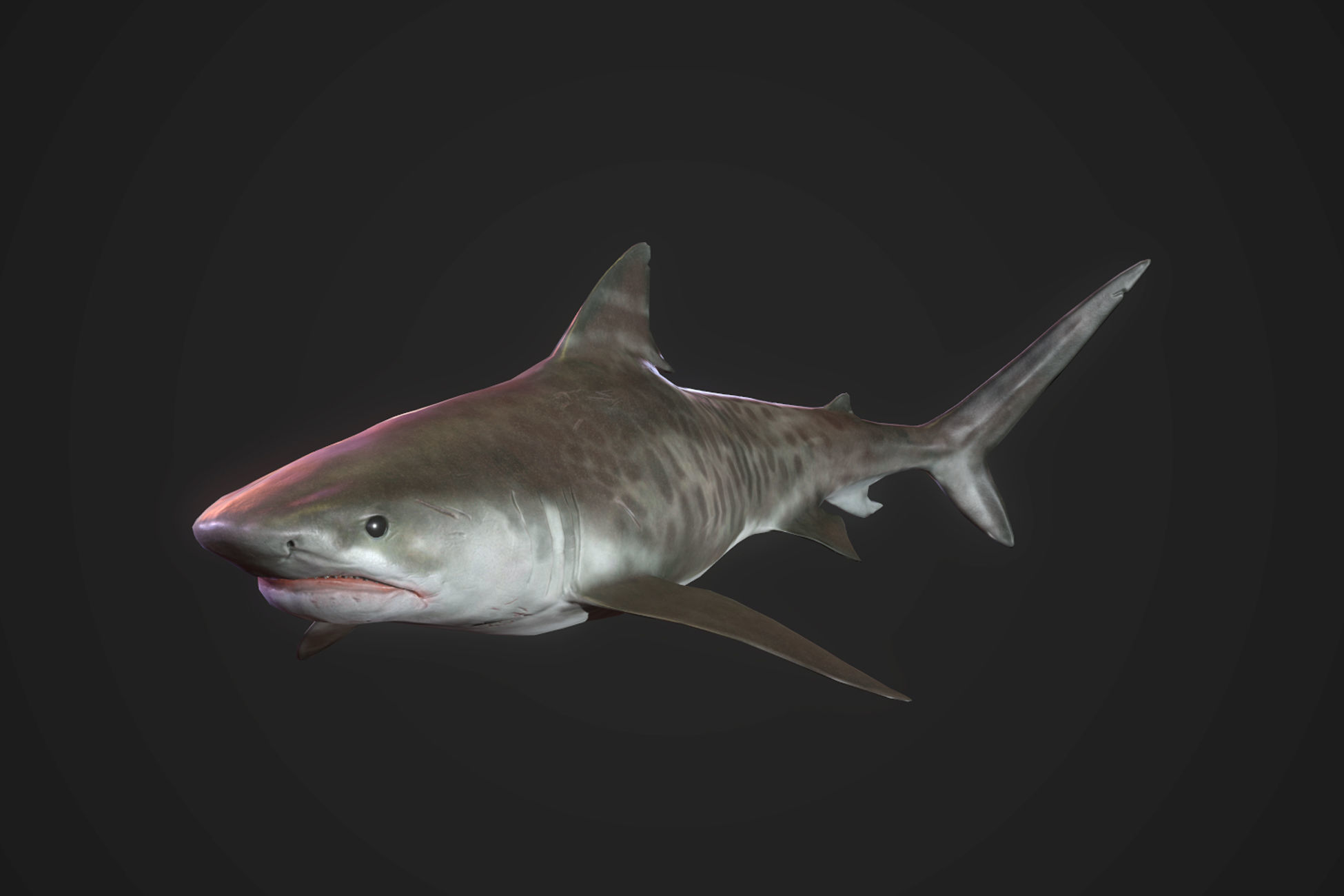 Tiger Shark Low-poly 3D model_7