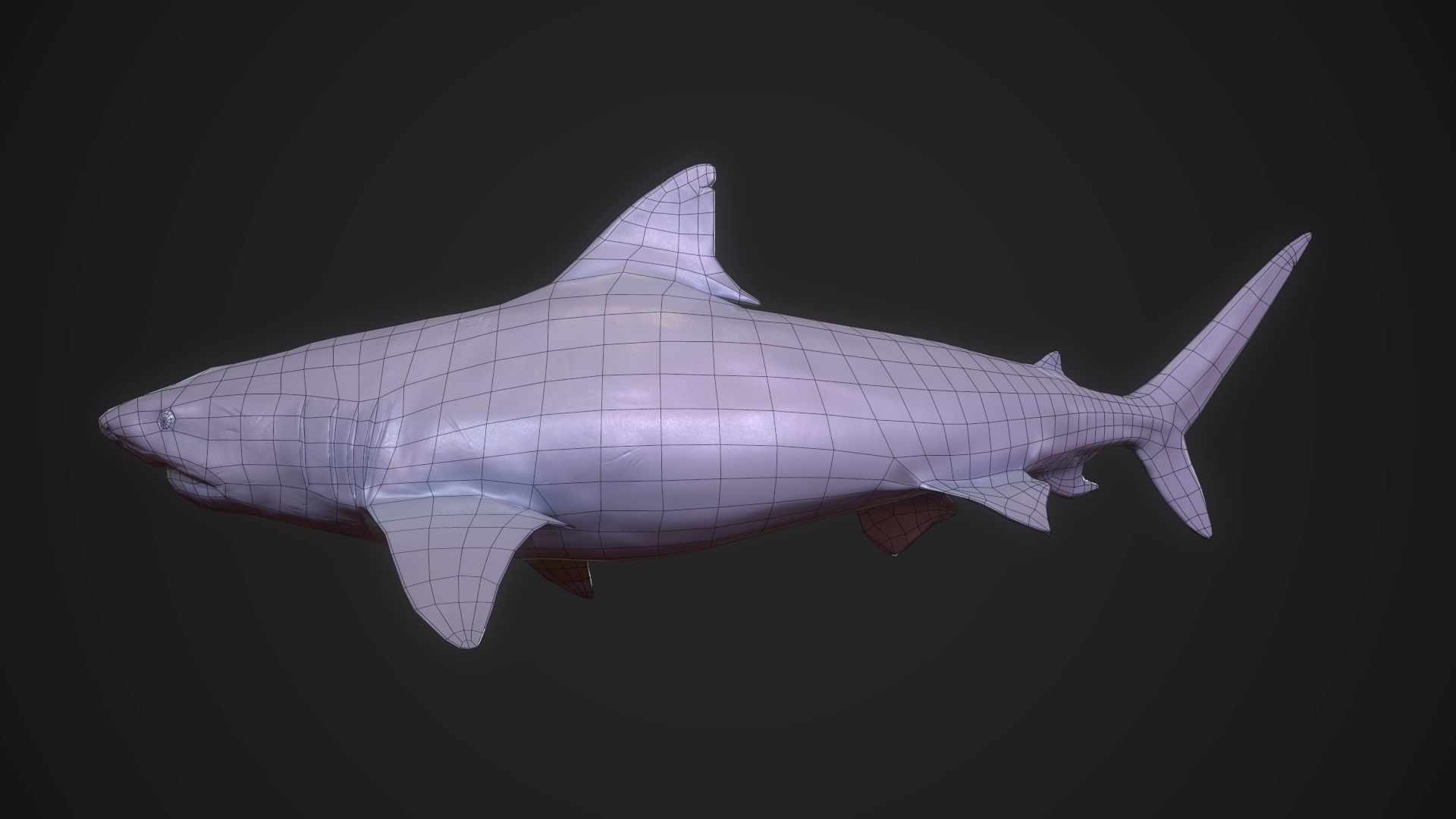 Tiger Shark Low-poly 3D model_9